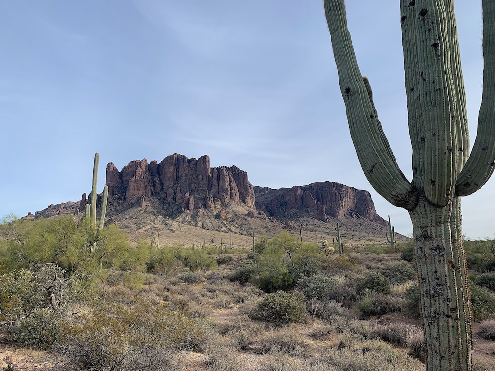 a large cactus in the foreground with a mountain in the background