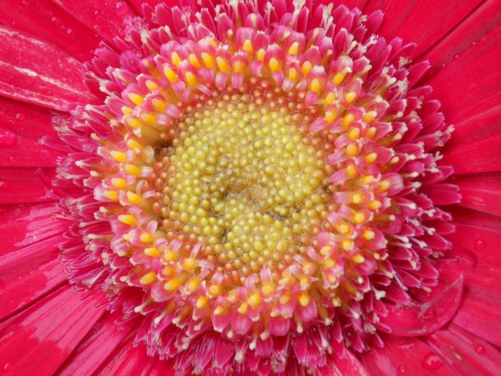 the center of a pink flower with water droplets on it
