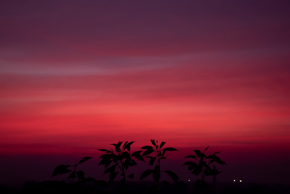 a red and purple sky with some trees in the foreground