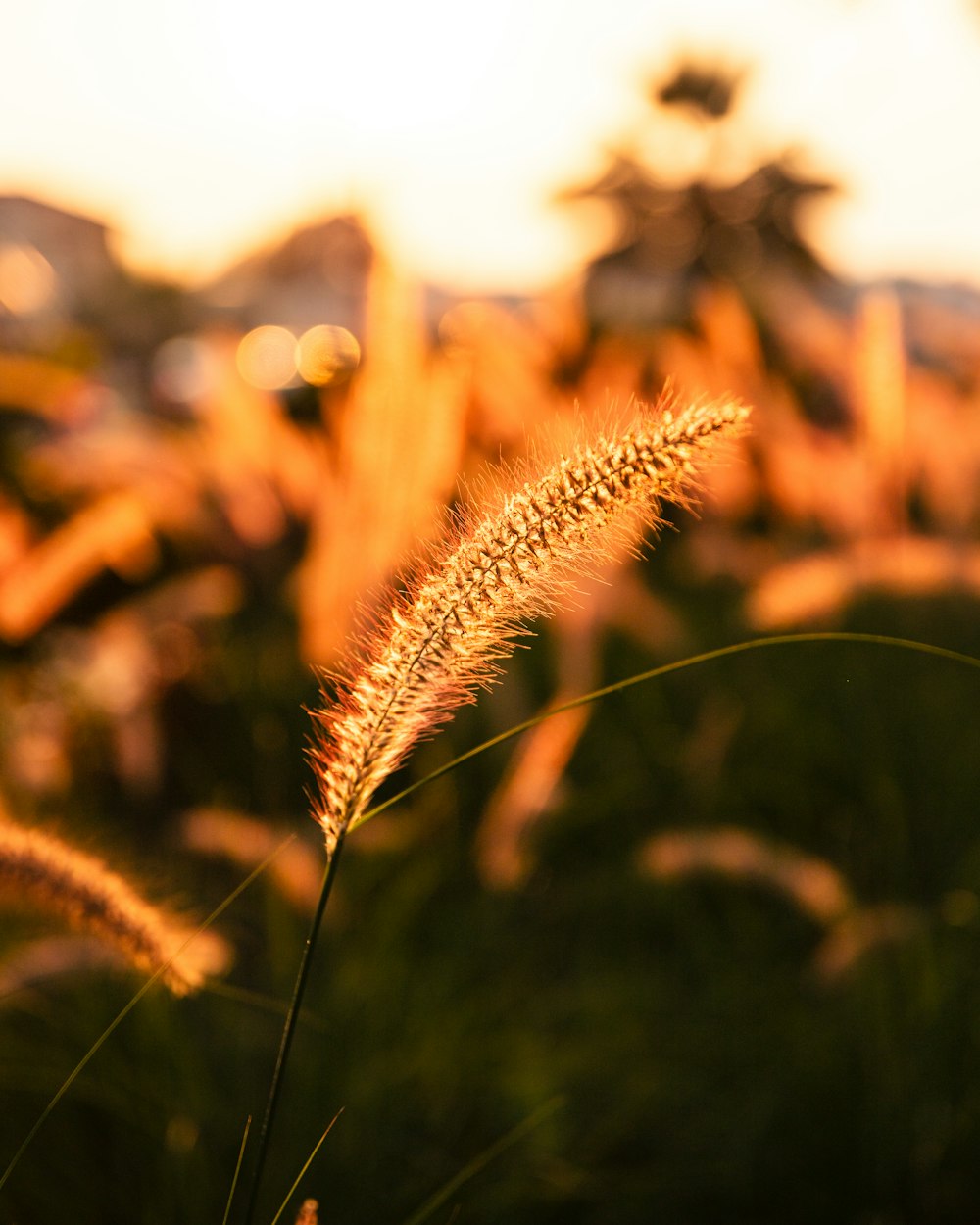 a close up of a plant with a blurry background