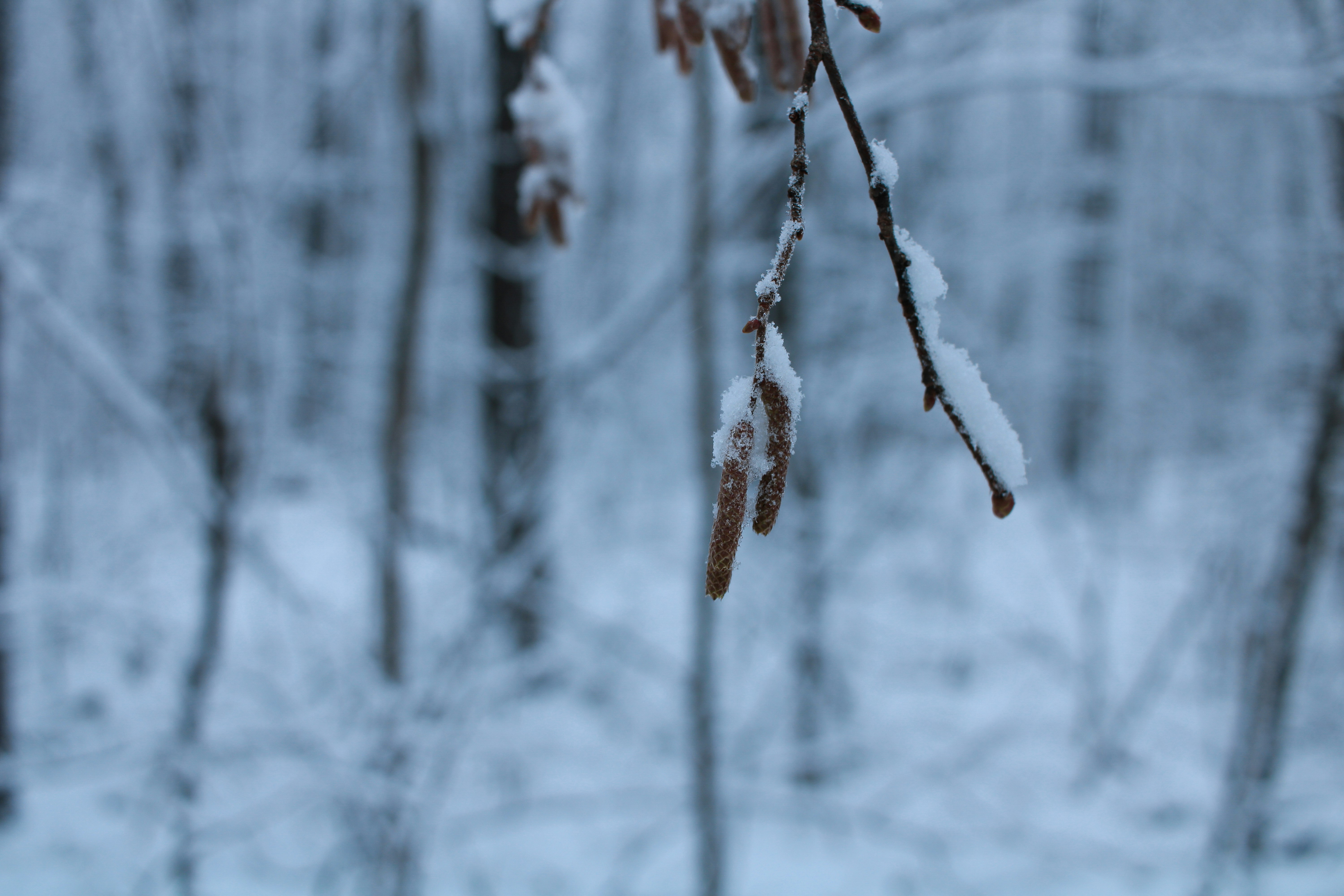 Photo by maksimzaviktorin