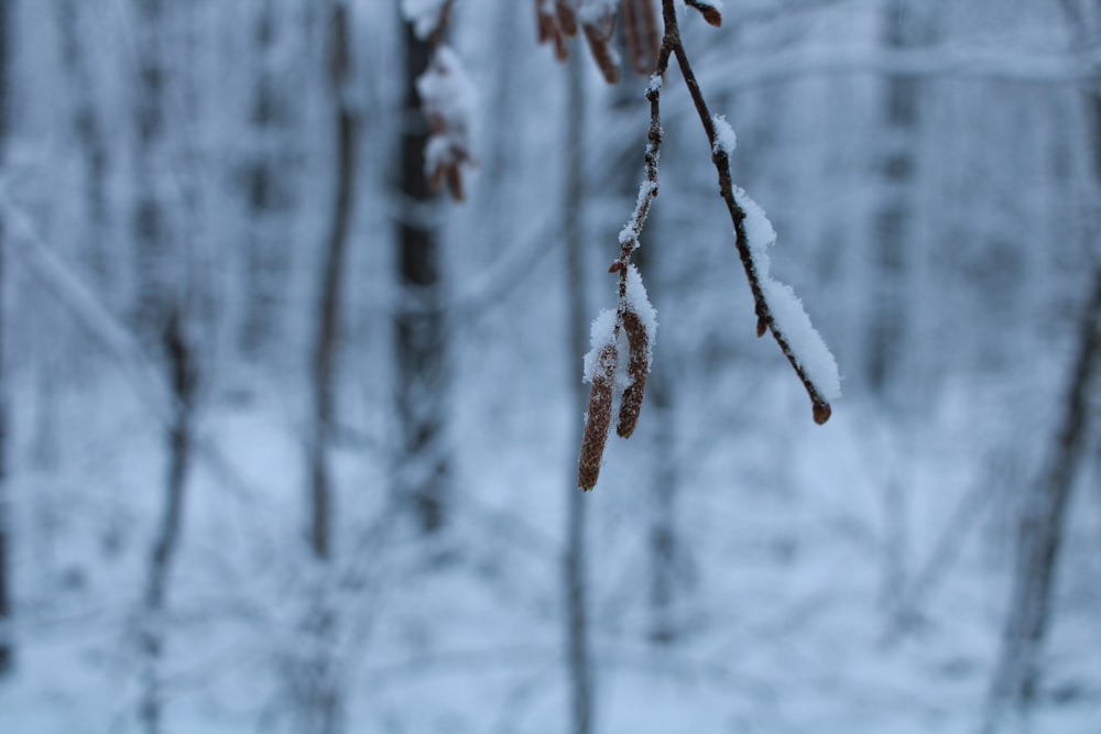 a branch of a tree covered in snow