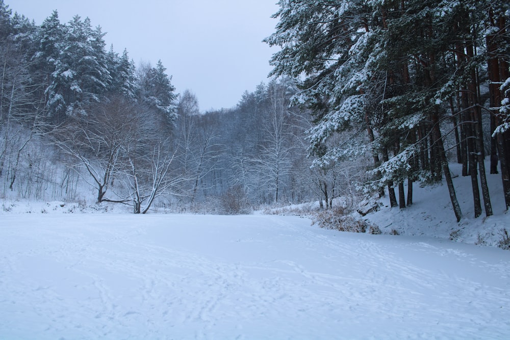 a snow covered field with trees in the background