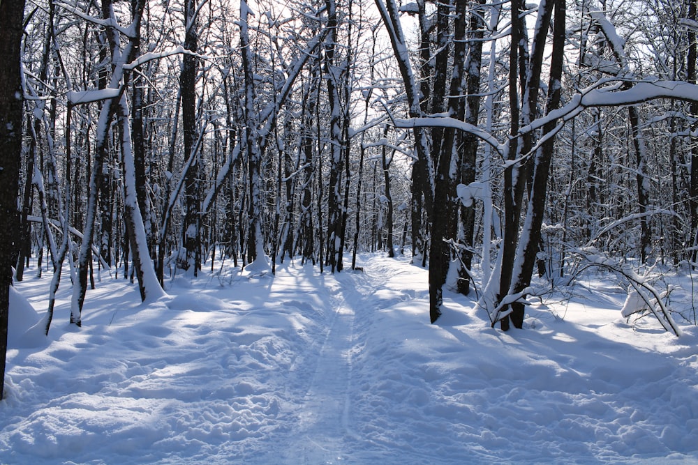 a trail through a snowy forest with lots of trees