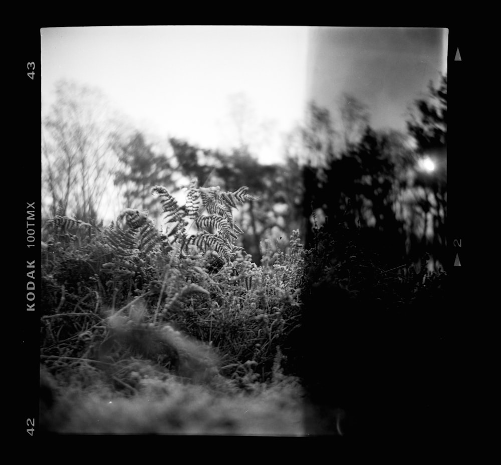 a black and white photo of trees and bushes