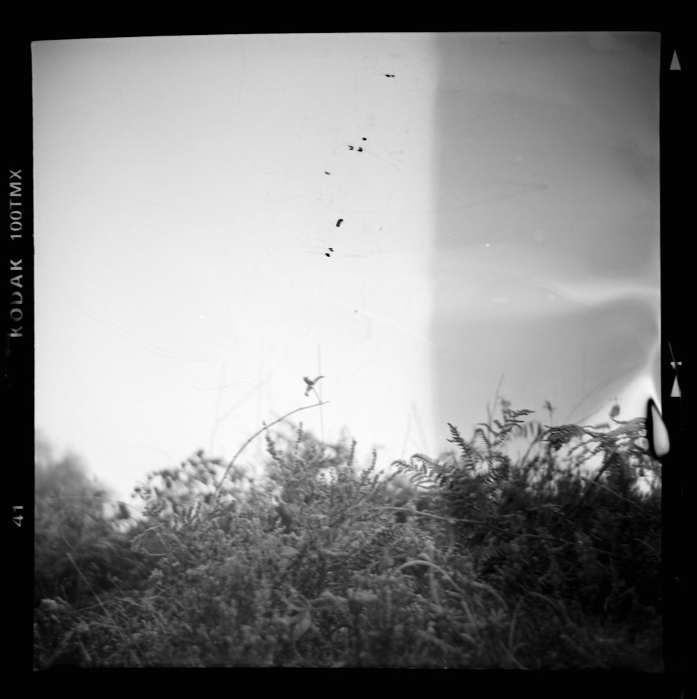 a black and white photo of a grass field