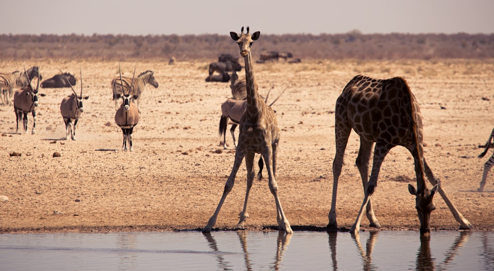 un branco di giraffe in piedi accanto a uno specchio d'acqua