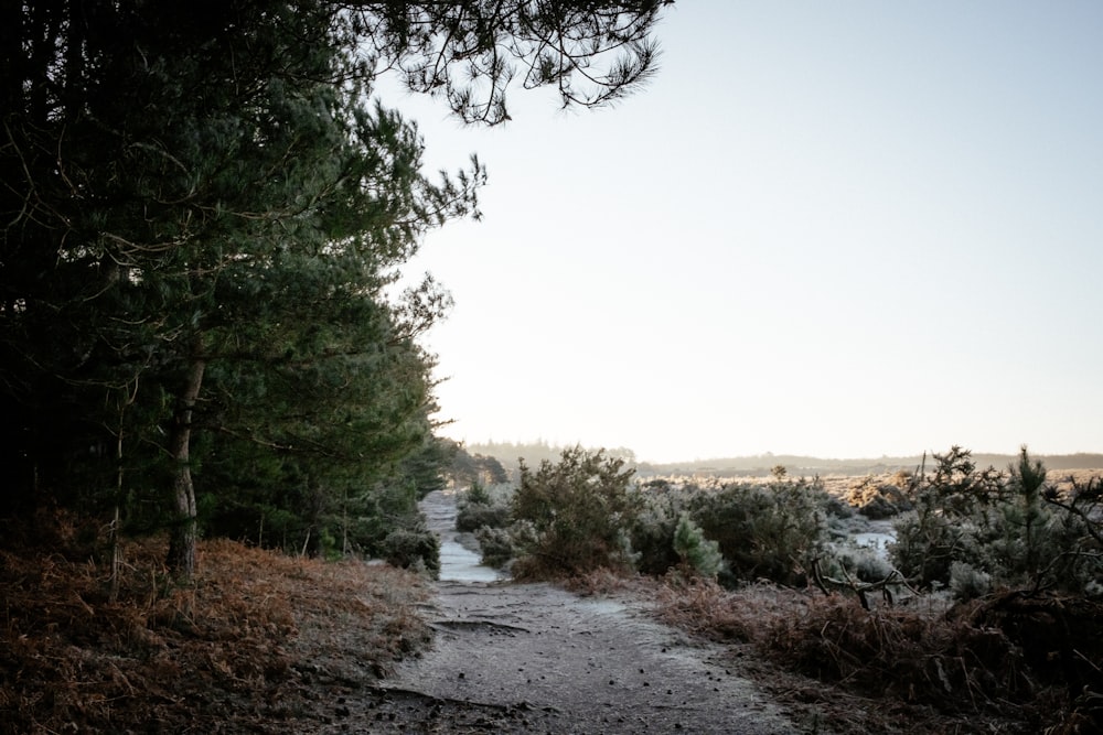 a path in the middle of a wooded area