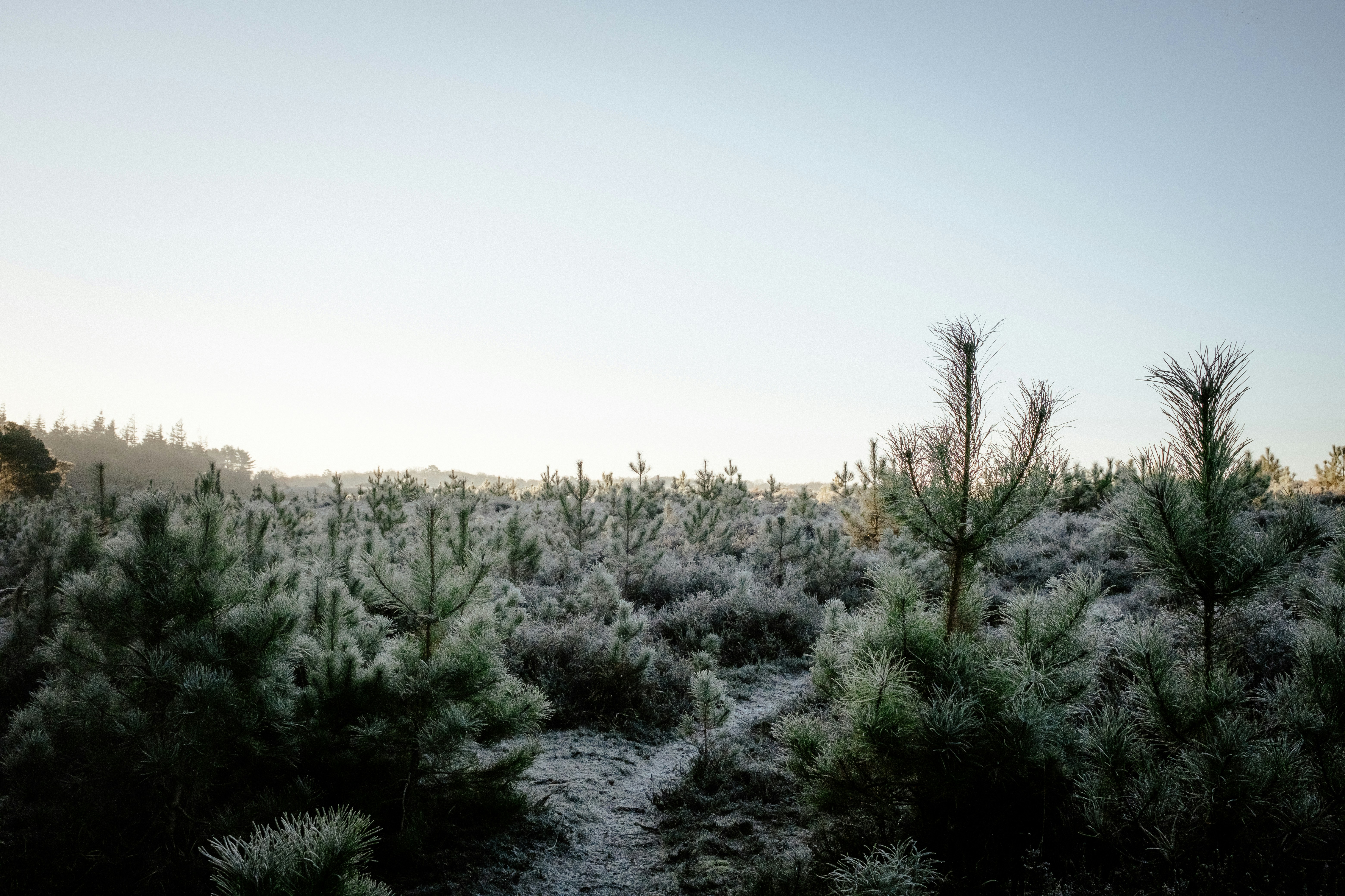 Photo by anniespratt