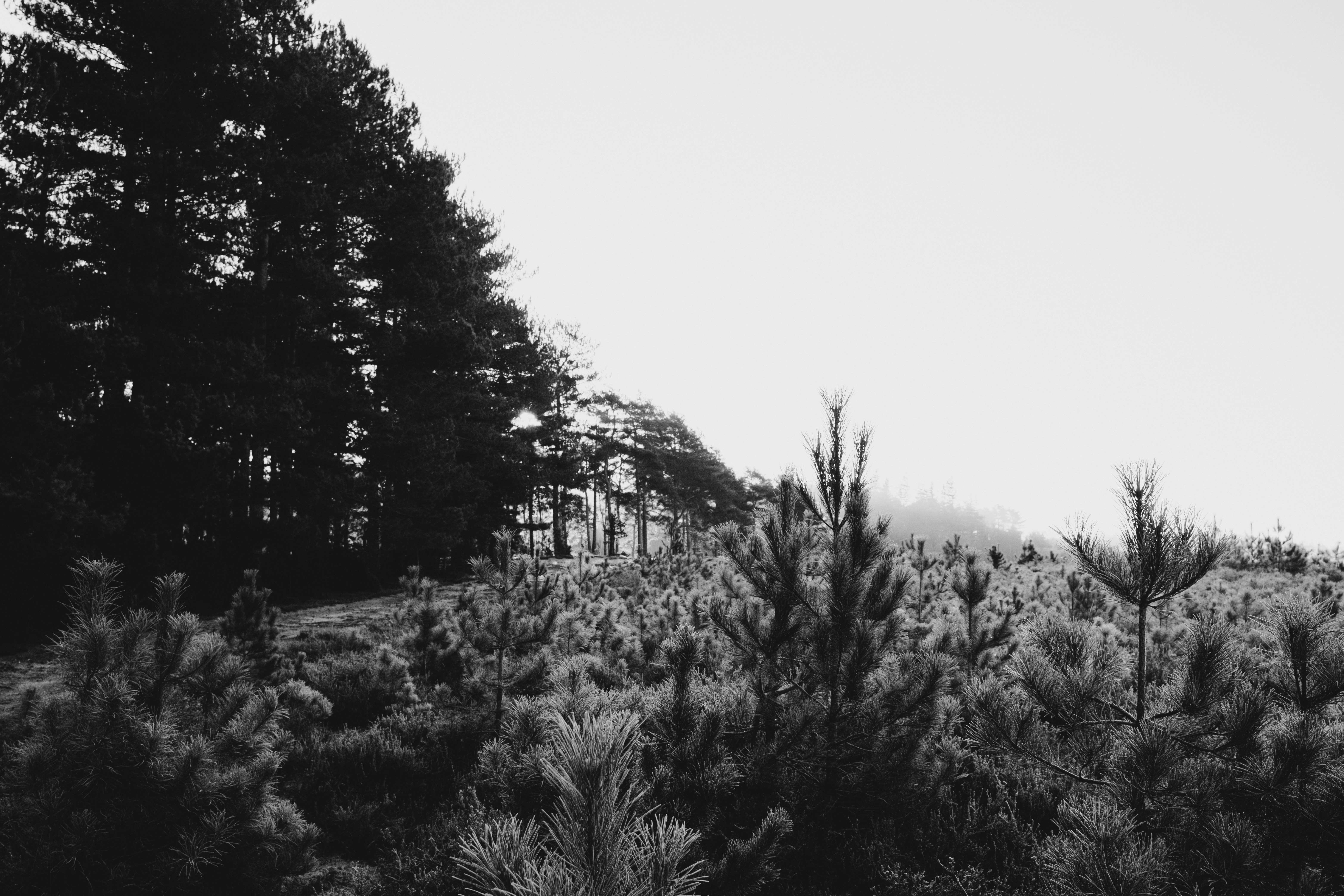 Photo by anniespratt