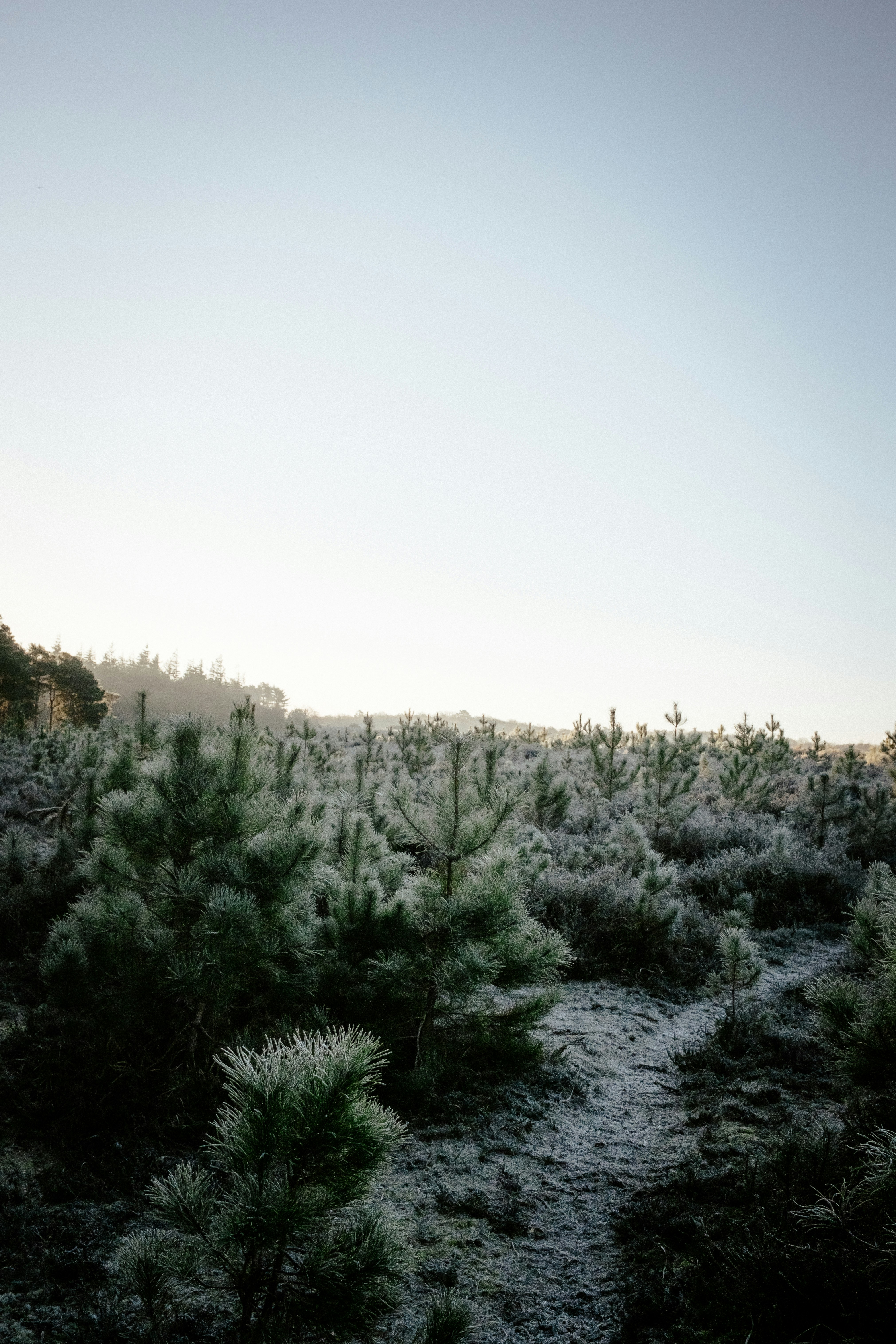 Photo by anniespratt