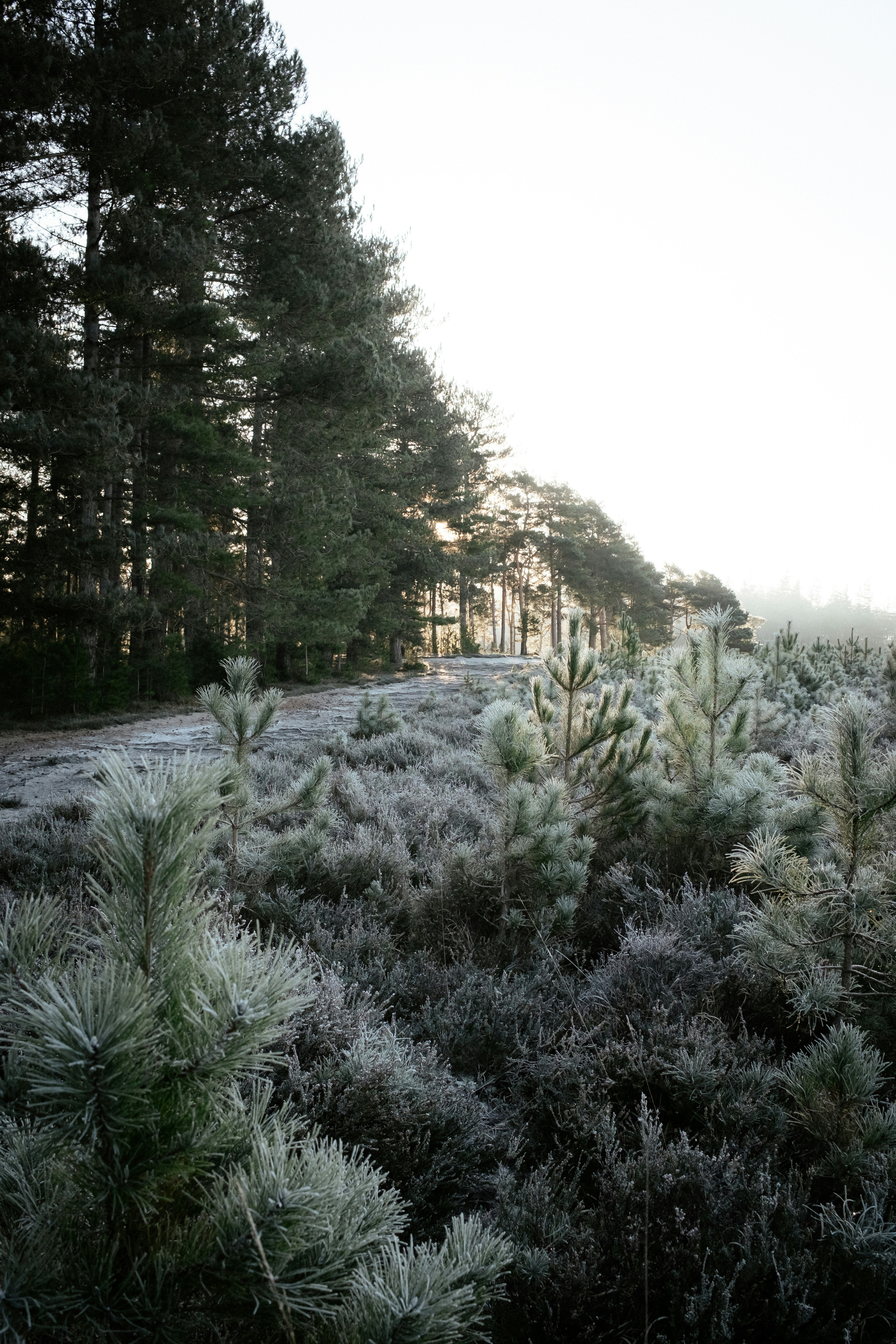 Photo by anniespratt