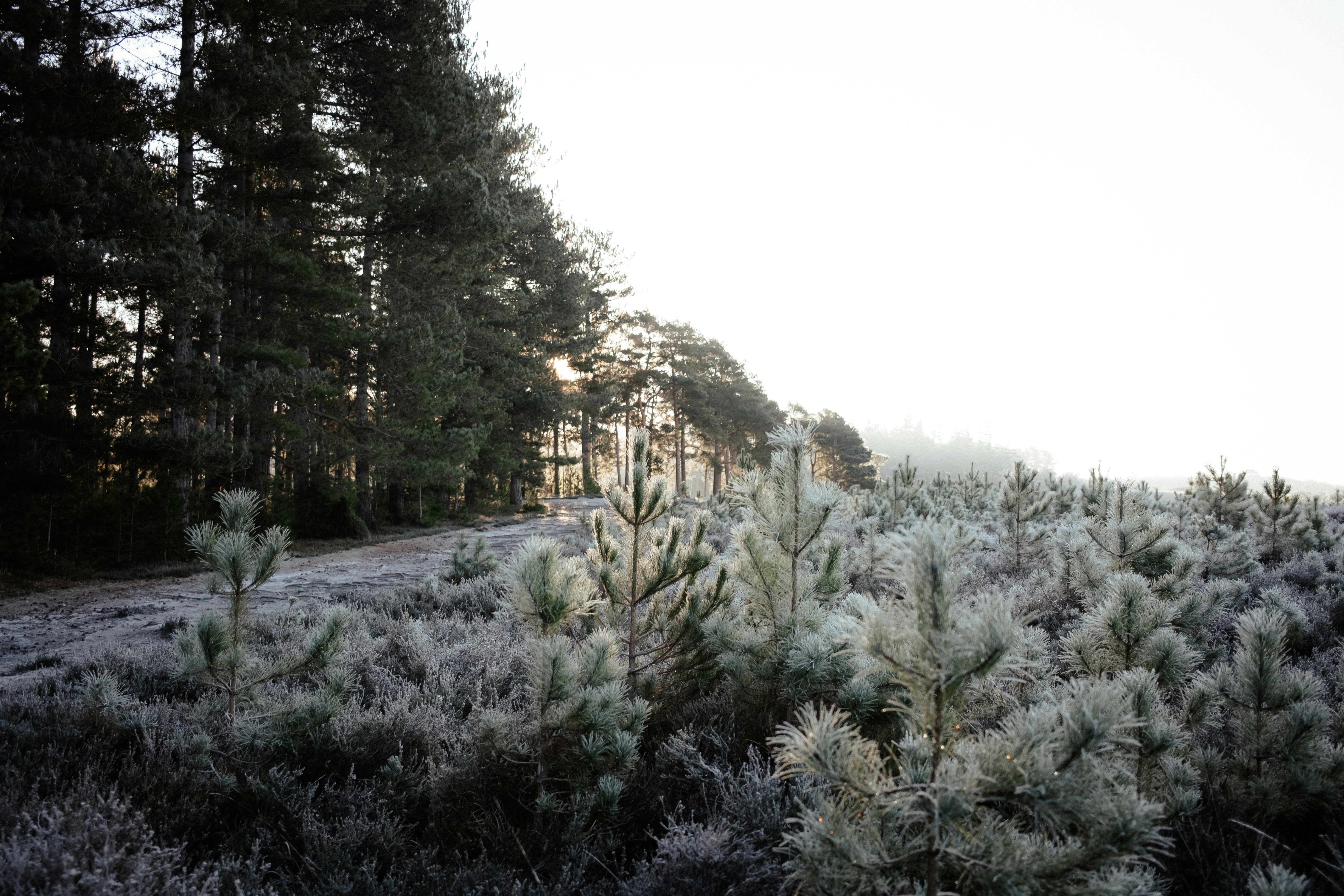 Photo by anniespratt