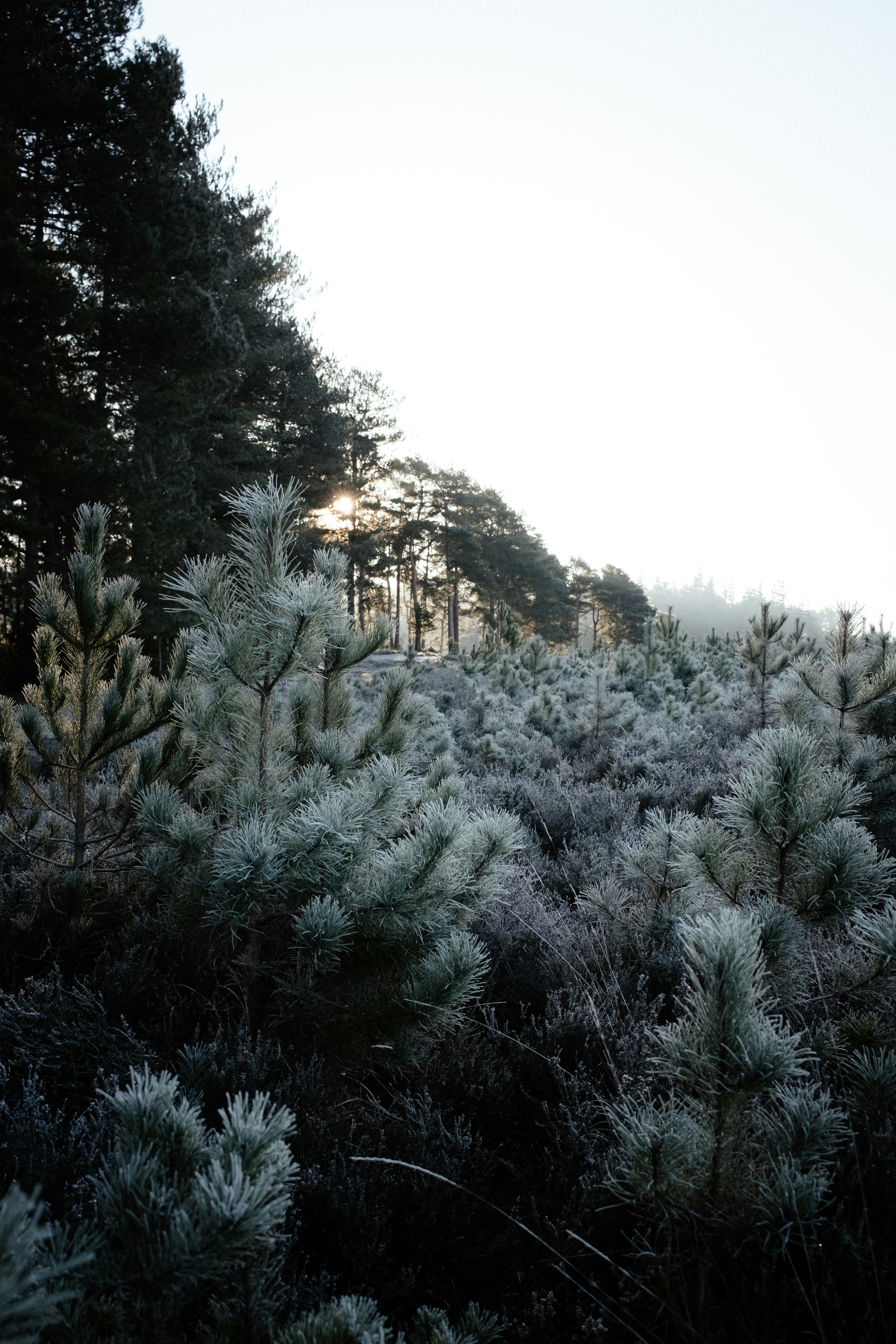 Photo by anniespratt