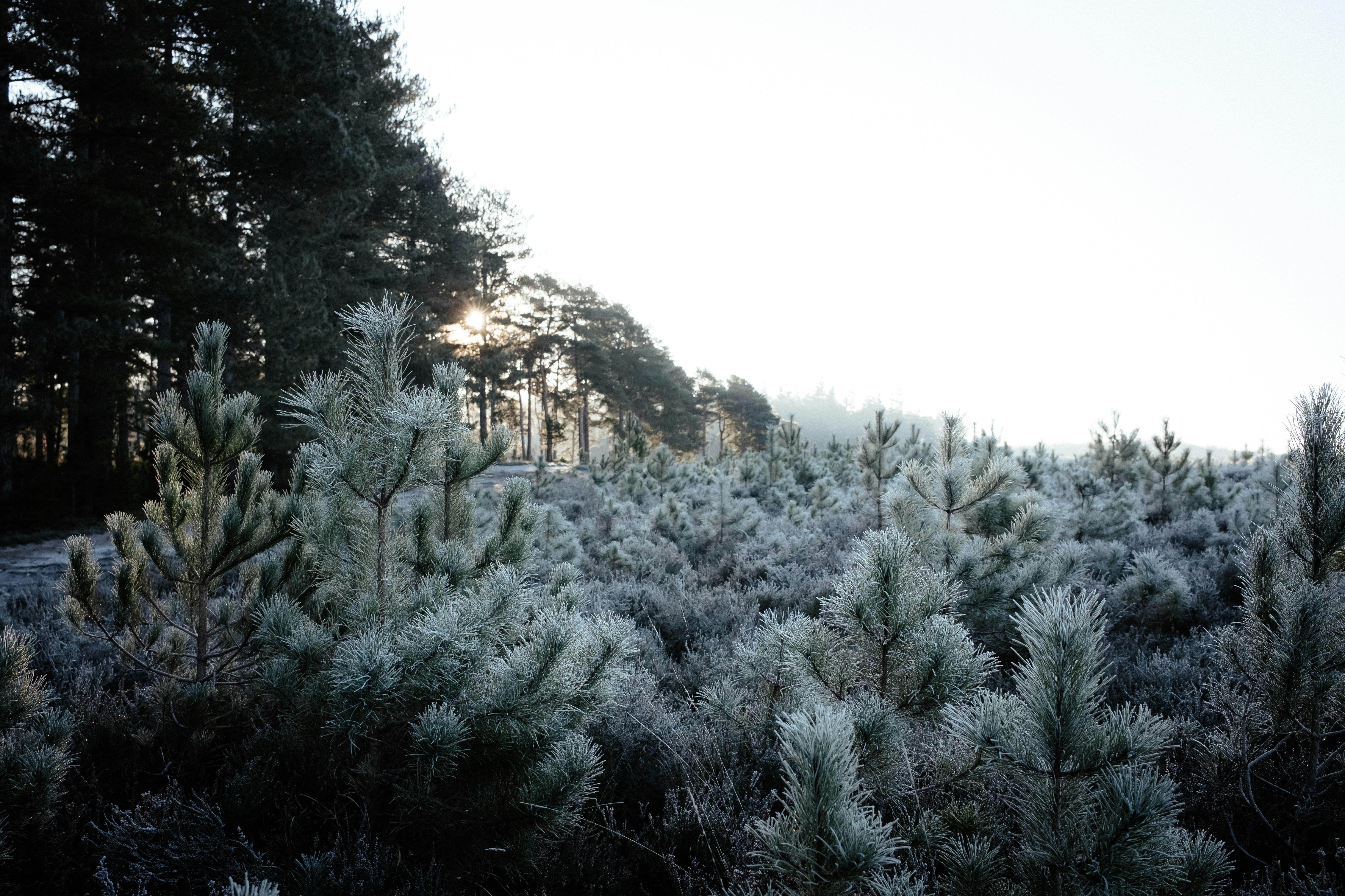 A frosty field with trees and bushes photo – Free Winter Image on