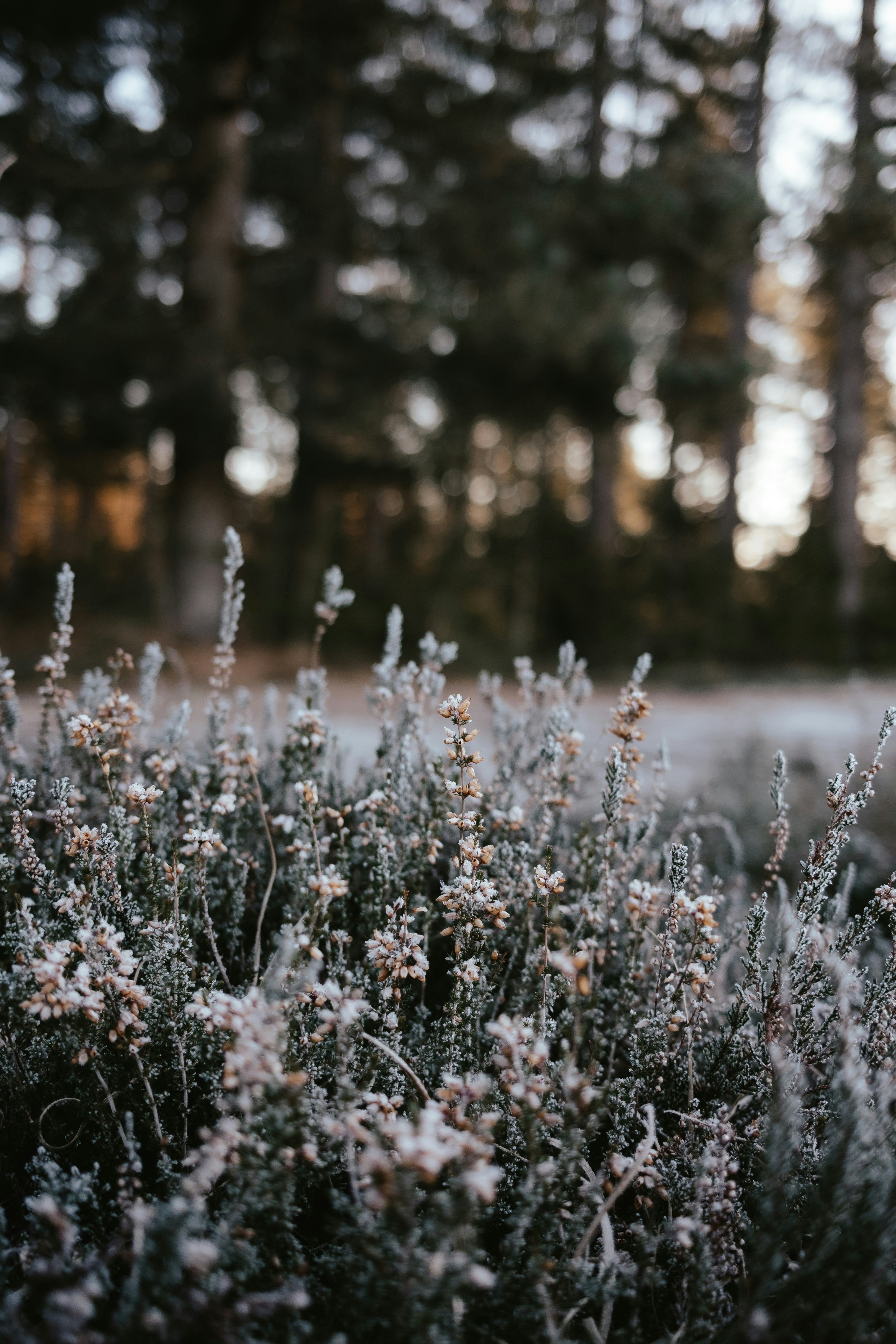 나무를 배경으로 한 꽃밭 사진 – Unsplash의 무료 겨울 이미지, image size:3000x4500