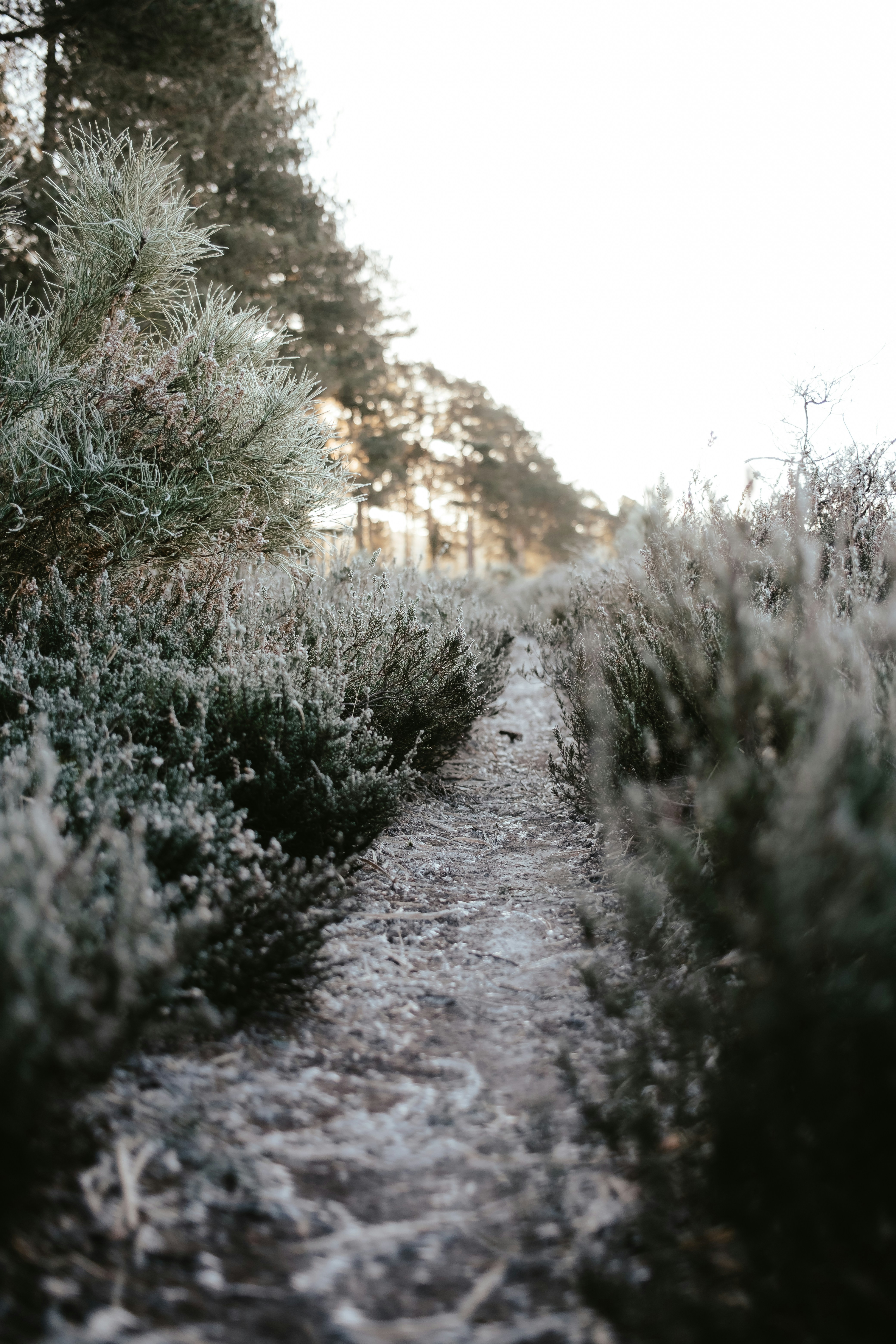 Photo by anniespratt