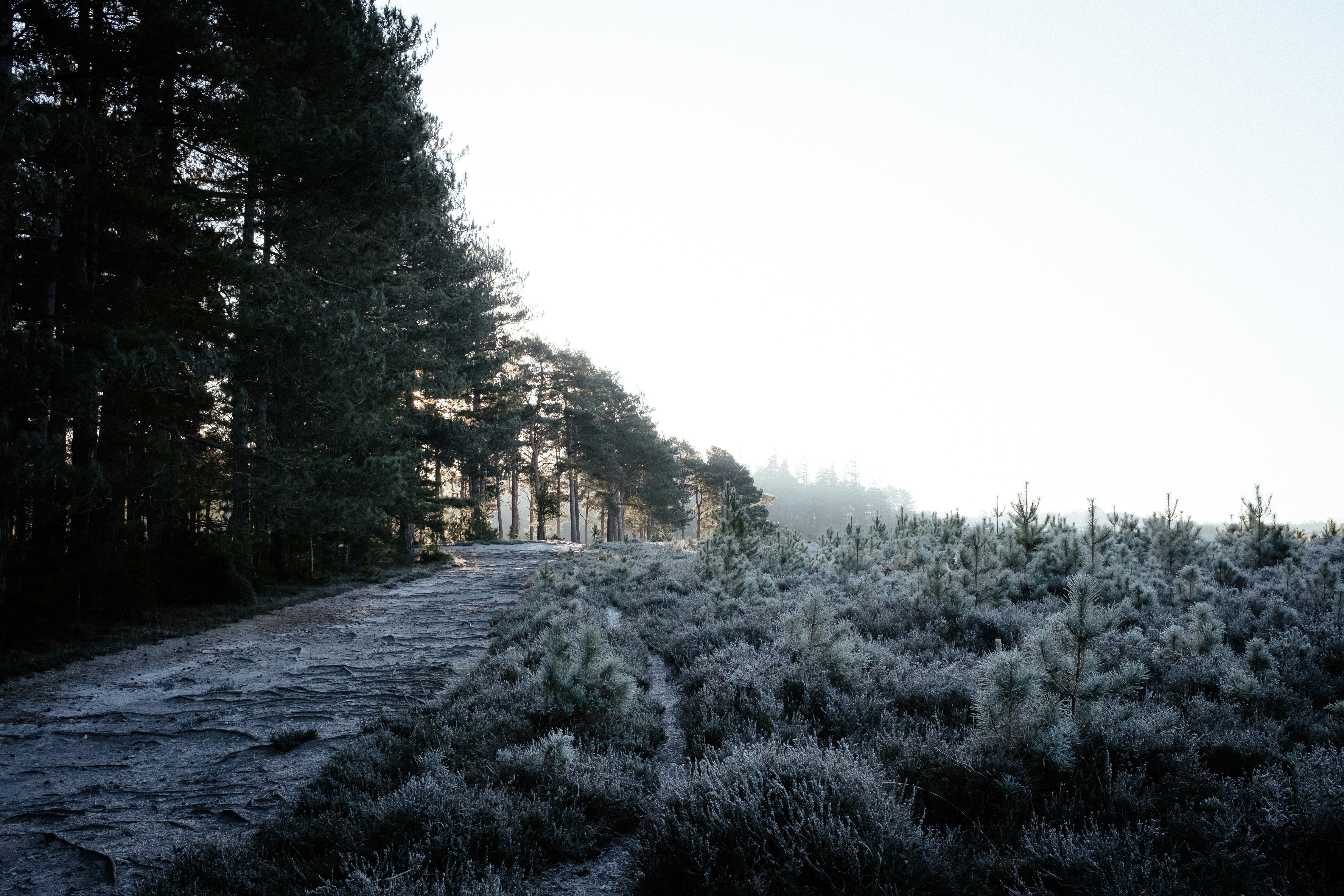 Photo by anniespratt