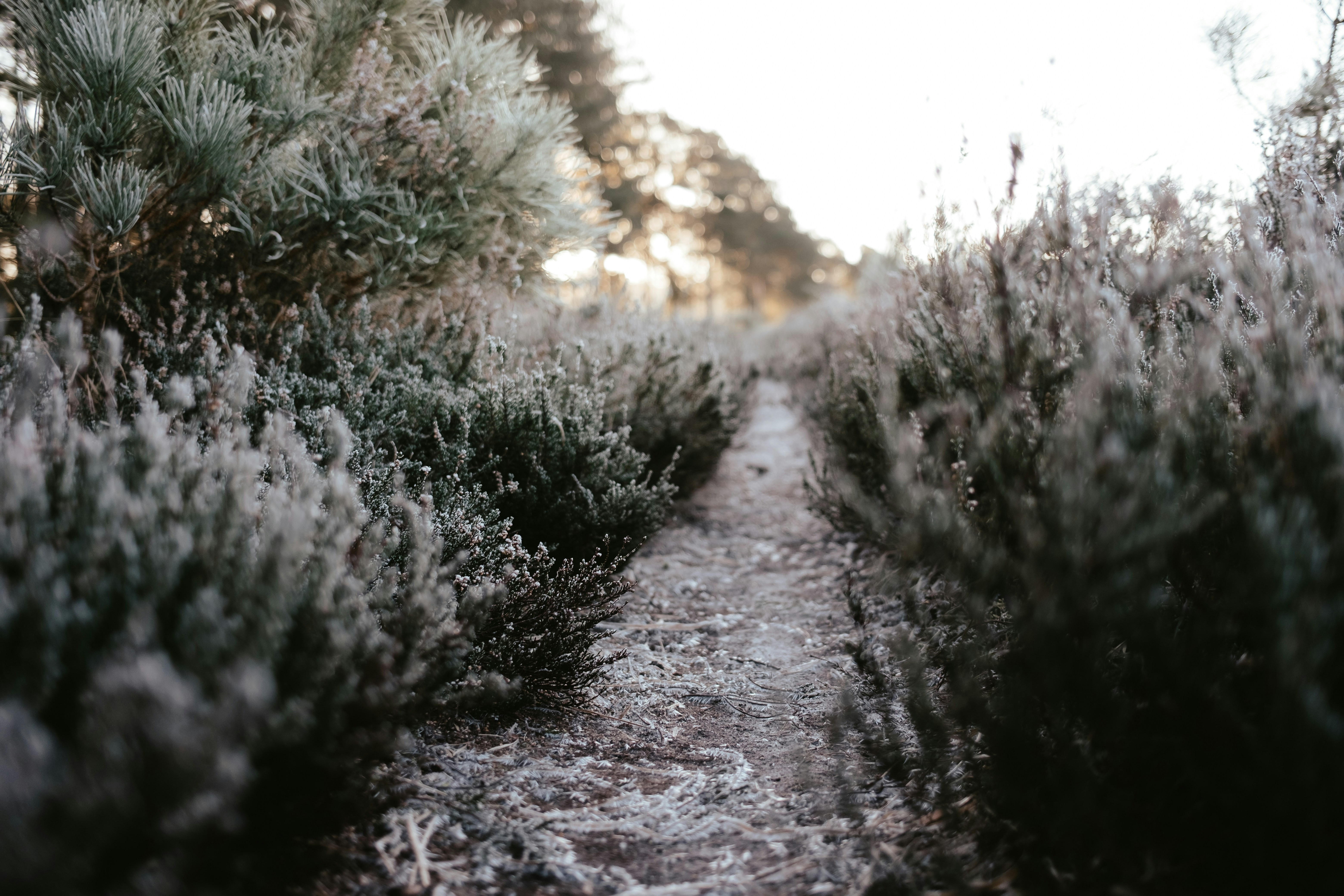 Photo by anniespratt