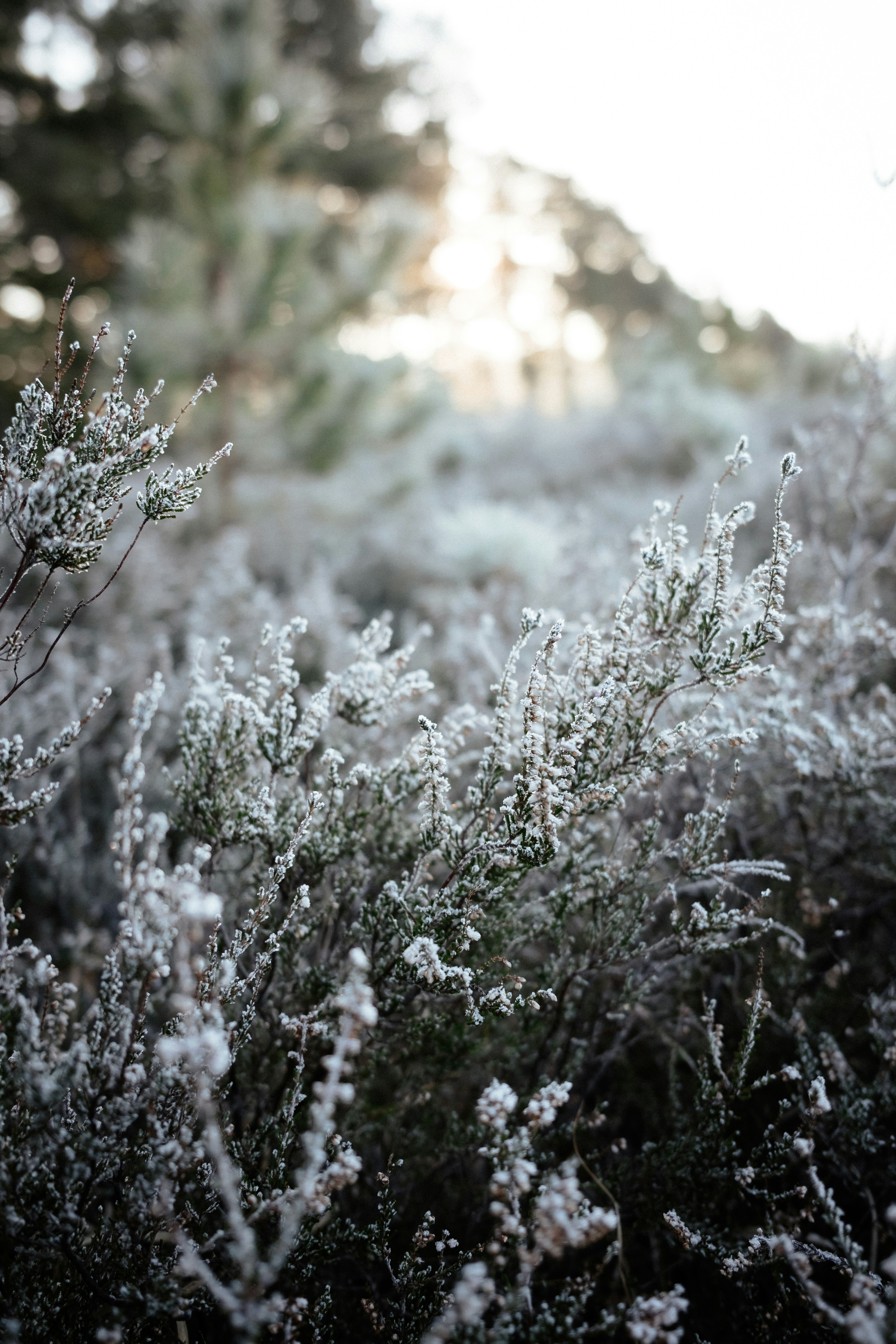 Photo by anniespratt