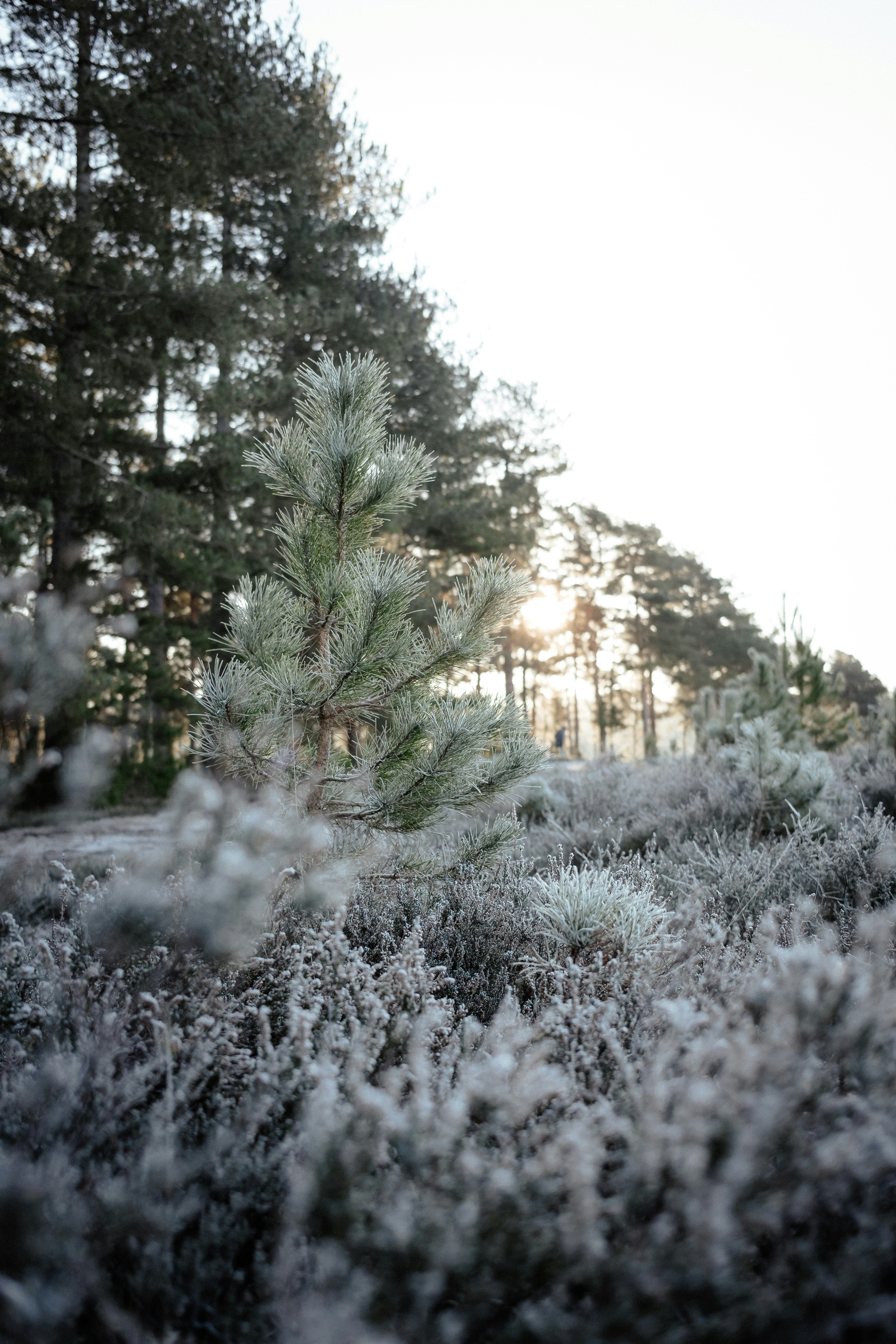 Photo by anniespratt