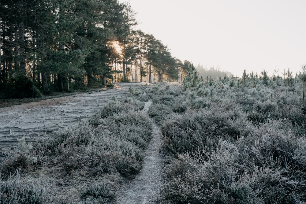 a path in the middle of a grassy field