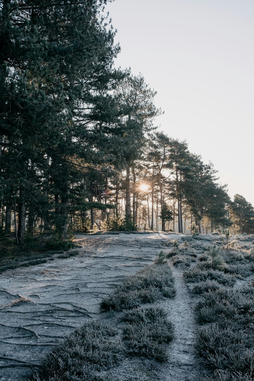 a path in the middle of a forest