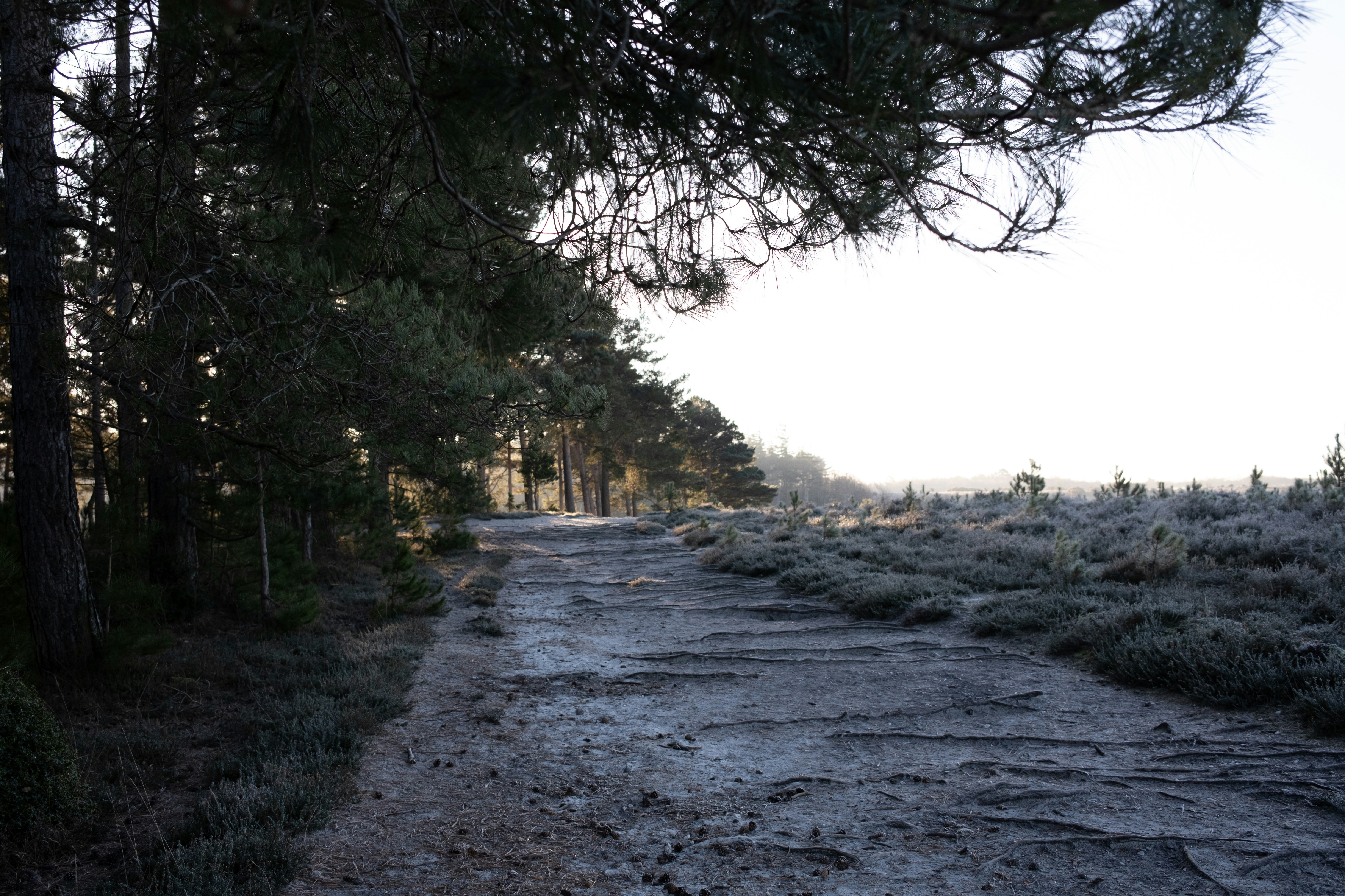 A dirt road surrounded by trees and grass photo – Free Nature Image on ...