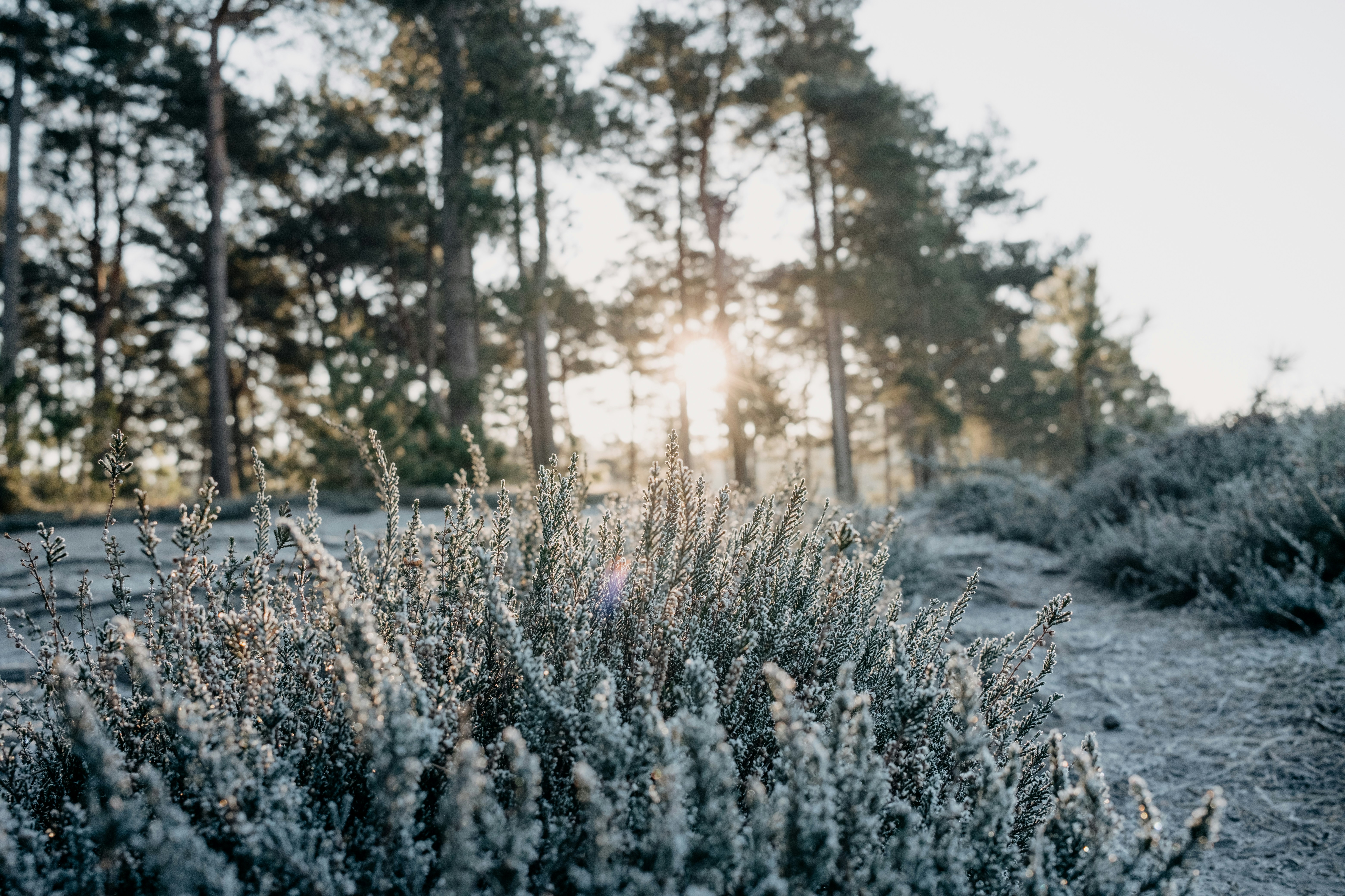 Photo by anniespratt