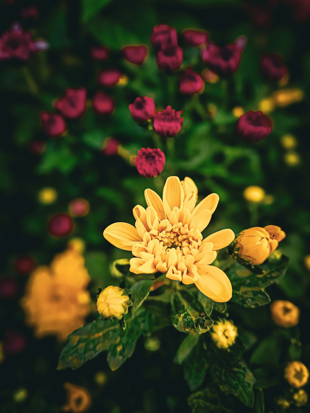 a bunch of flowers that are in the grass