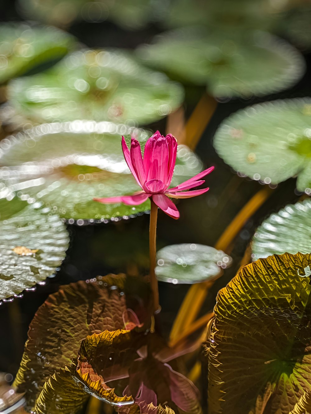 a pink water lily in a pond with lily pads