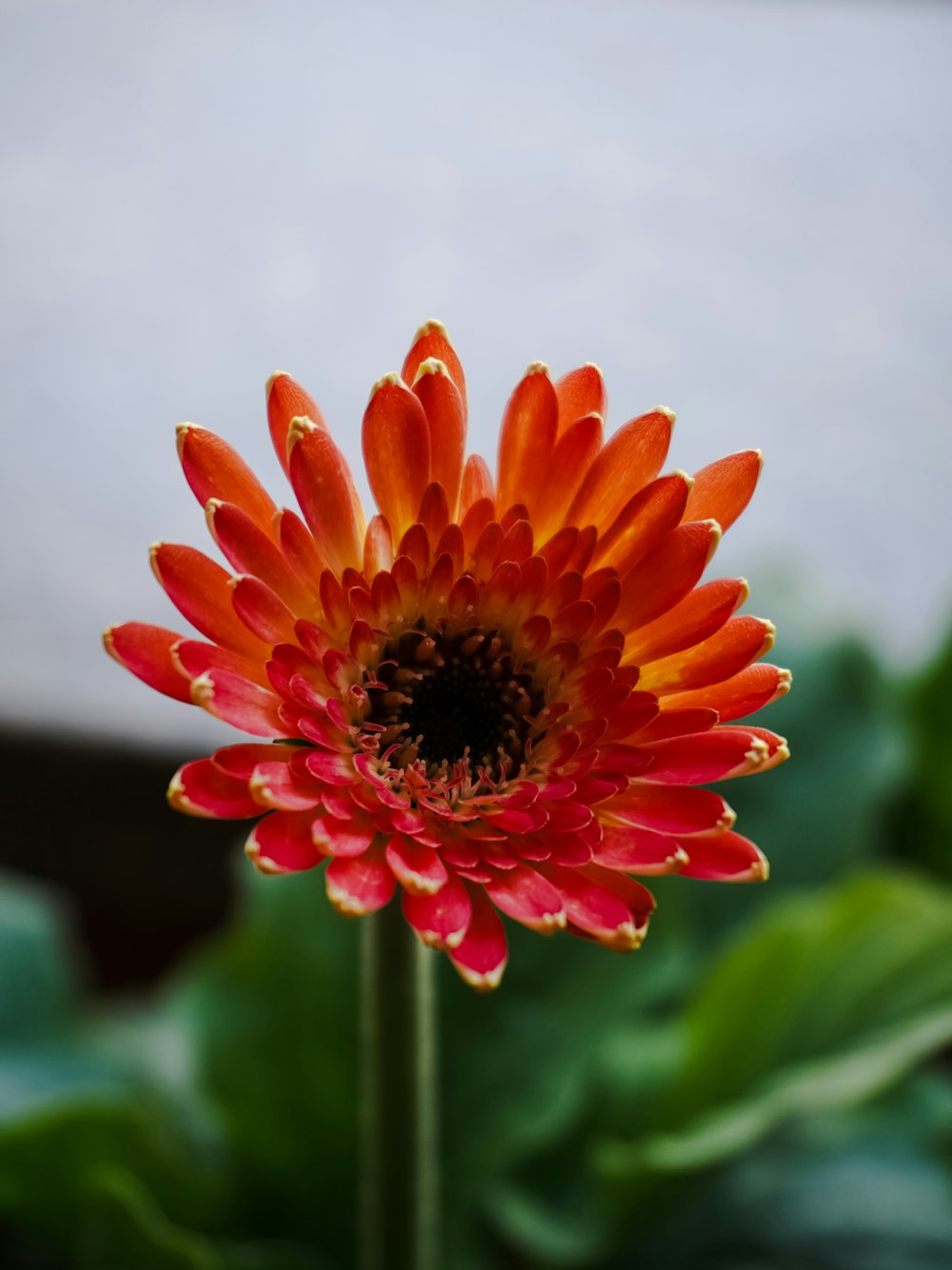 a red and orange flower with green leaves