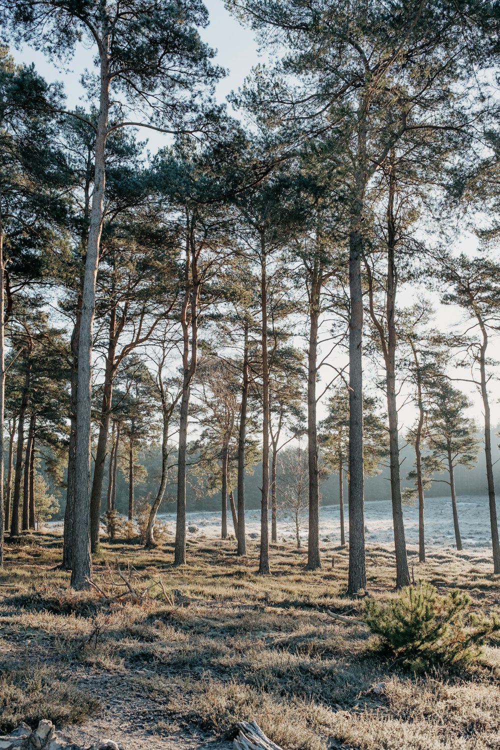 a group of trees that are standing in the grass