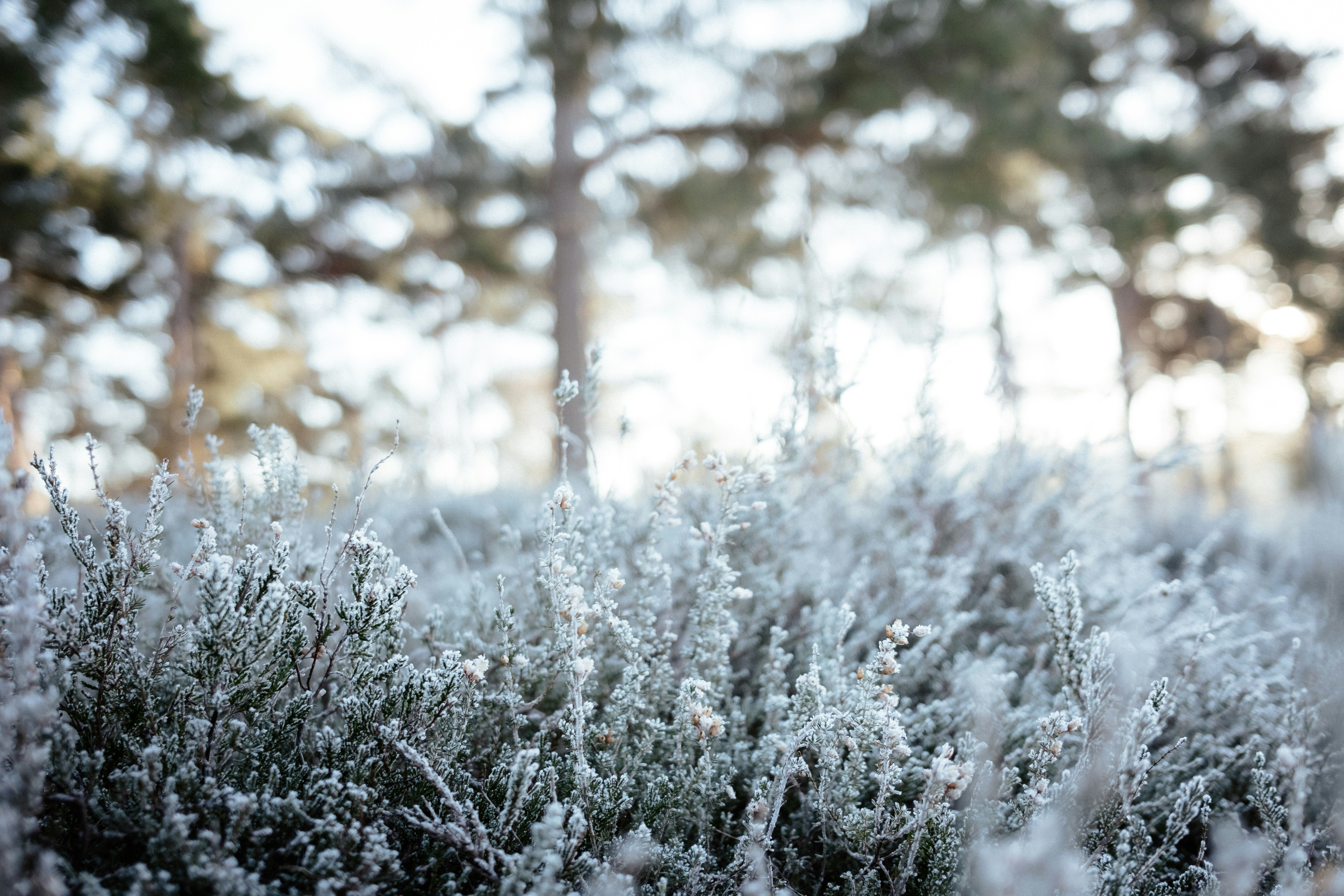 Photo by anniespratt