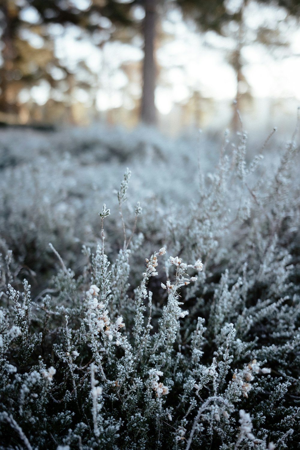 a close up of a plant with frost on it