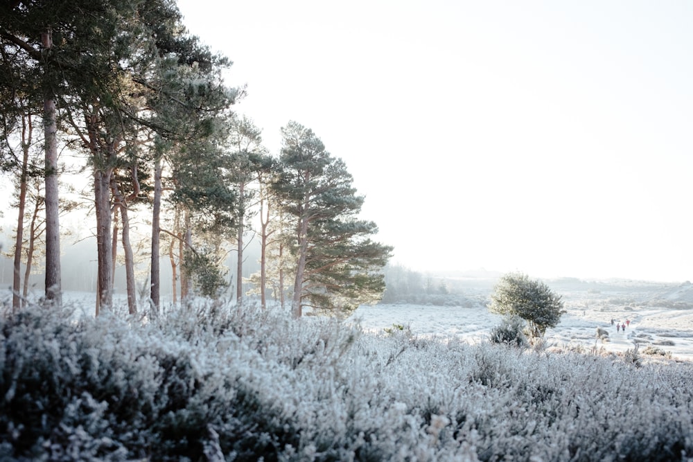 un grupo de personas caminando por un bosque cubierto de nieve