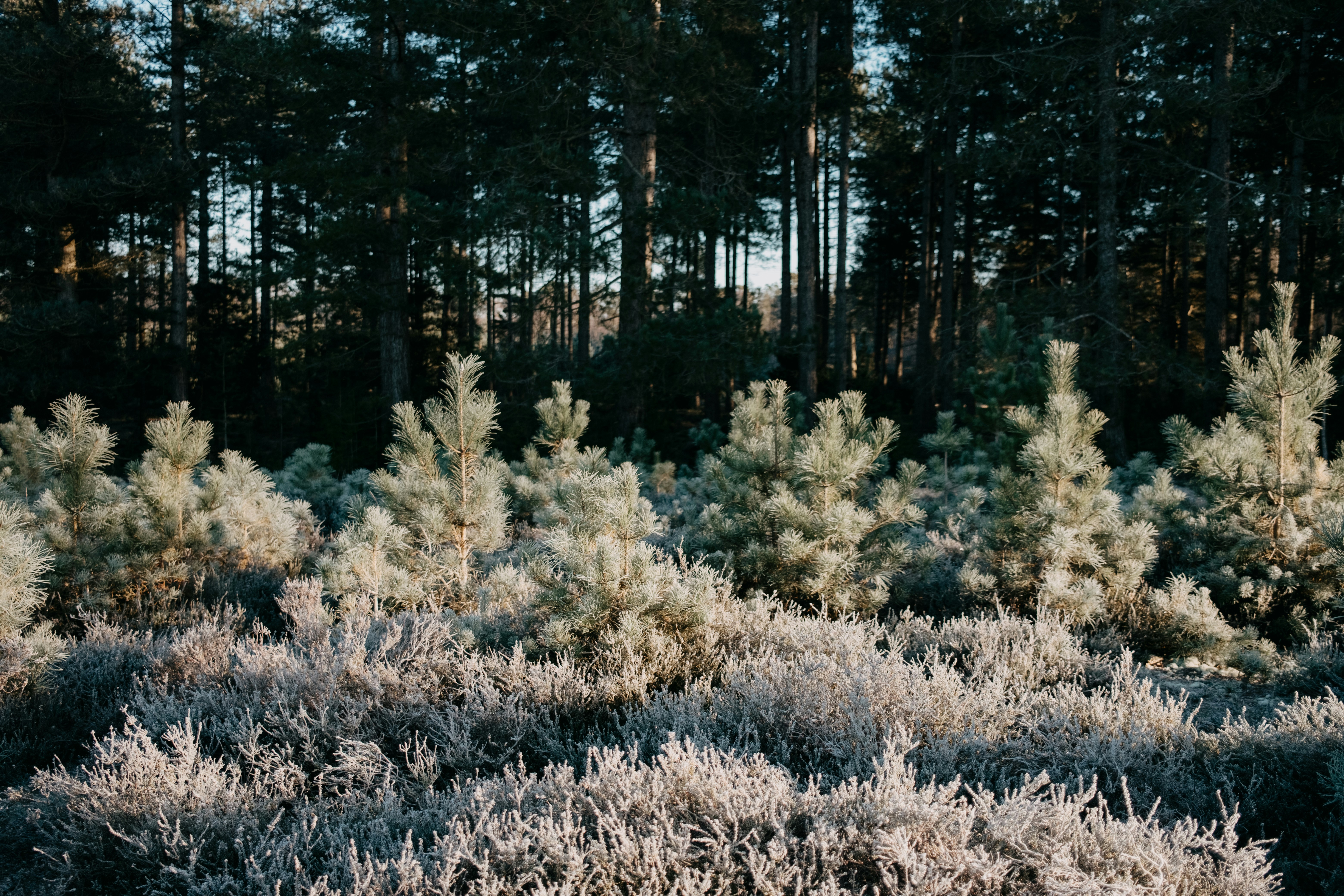 Photo by anniespratt