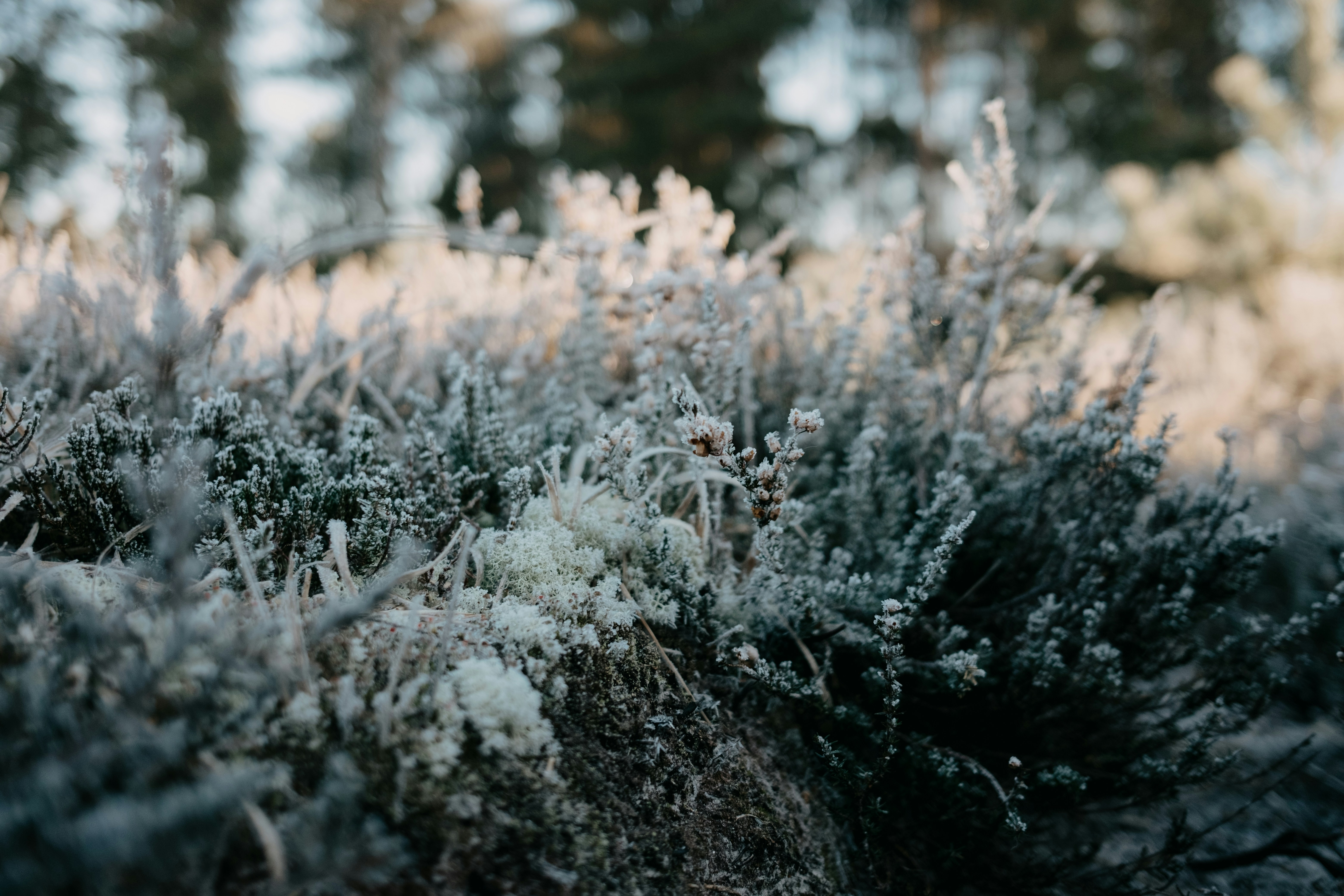 Photo by anniespratt