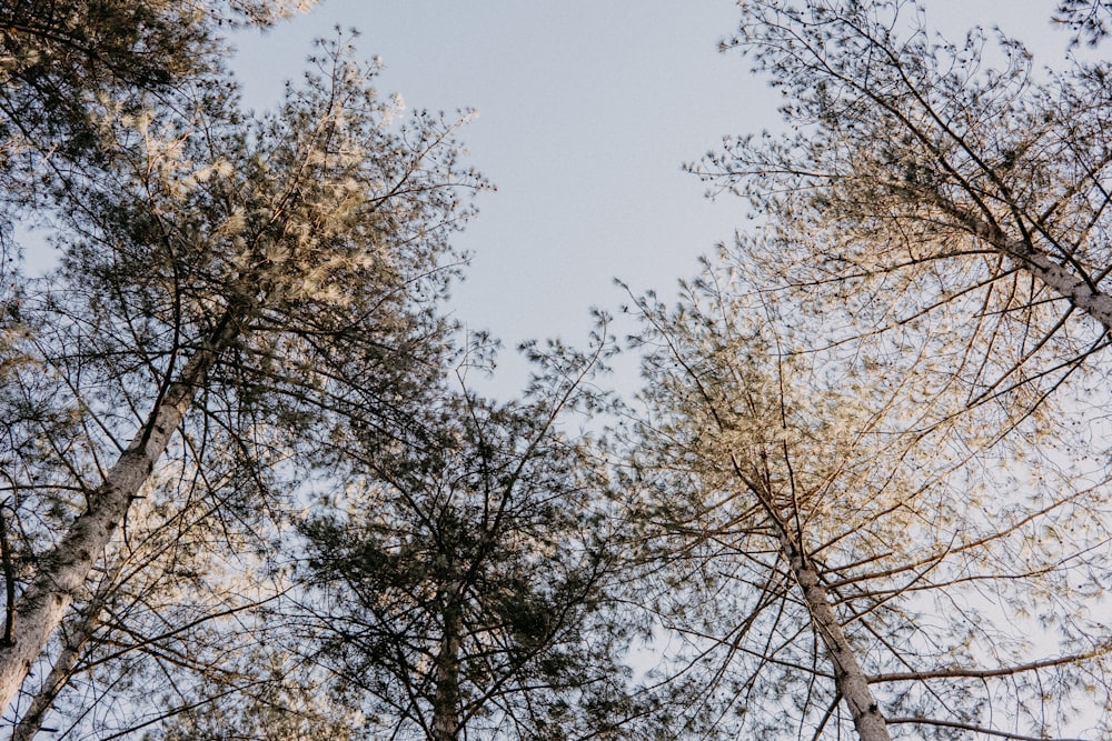 a group of tall trees standing next to each other