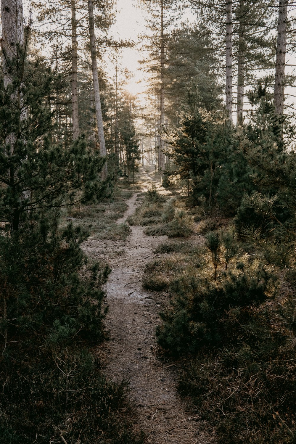 a path in the middle of a forest with lots of trees