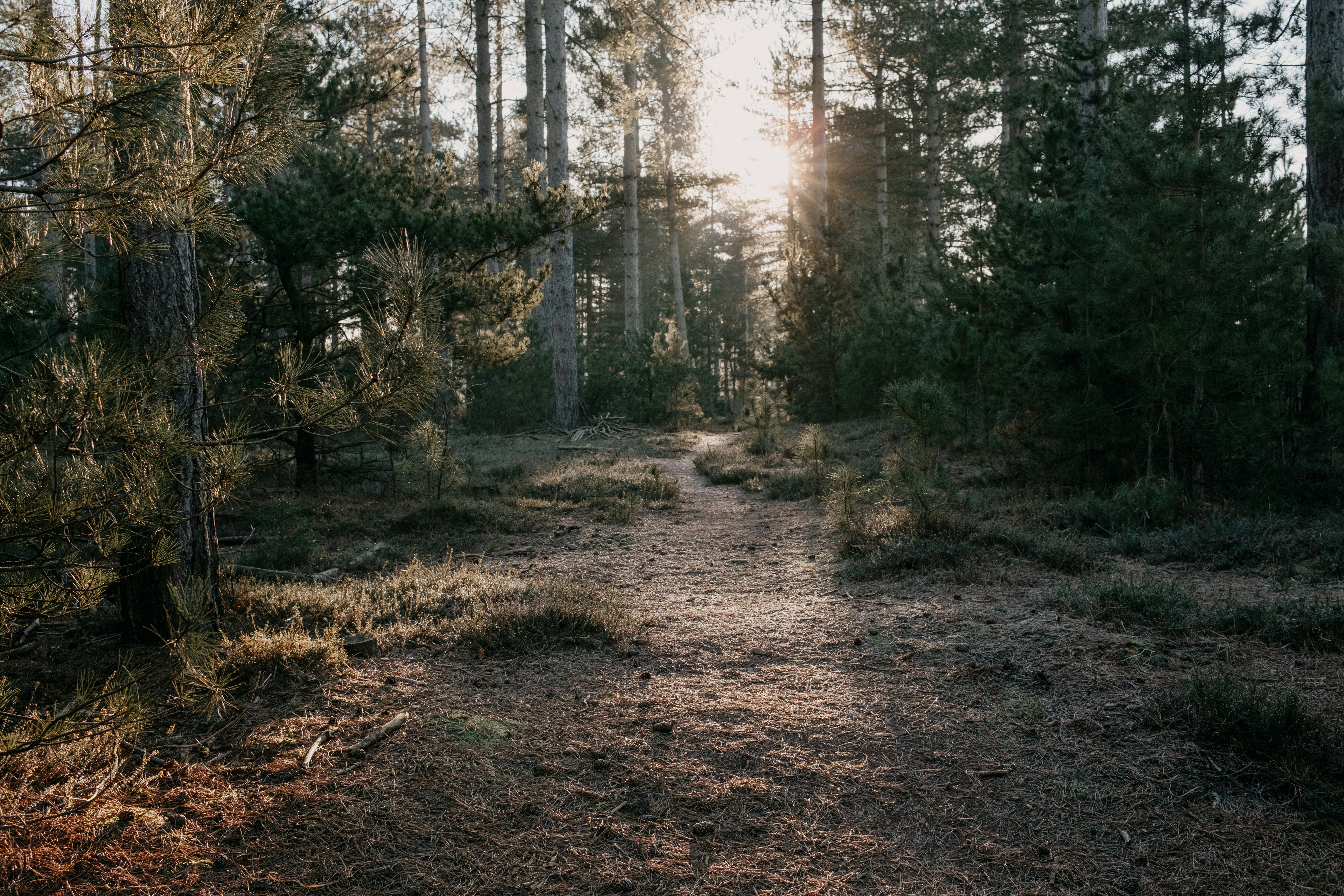 Photo by anniespratt