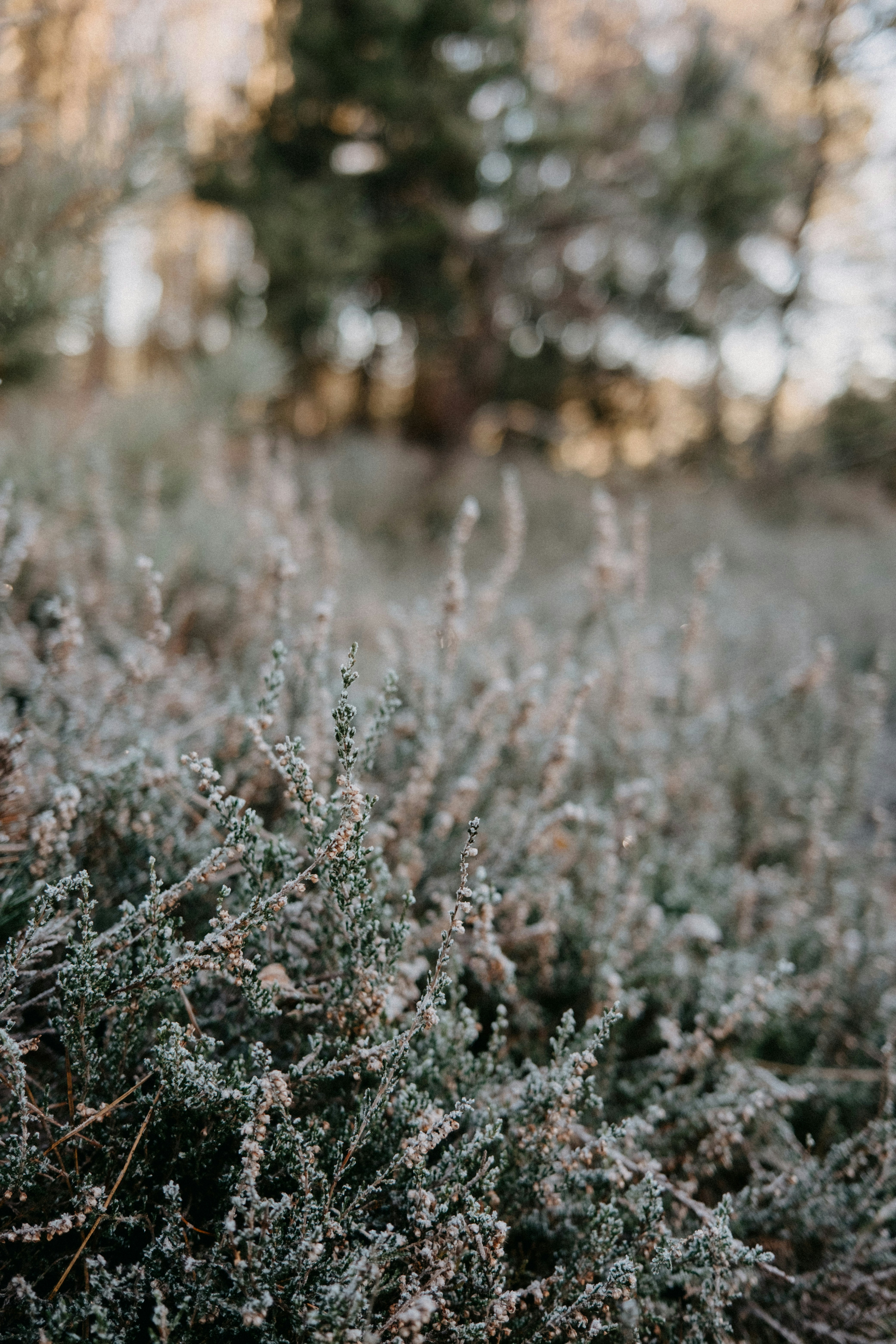 Photo by anniespratt