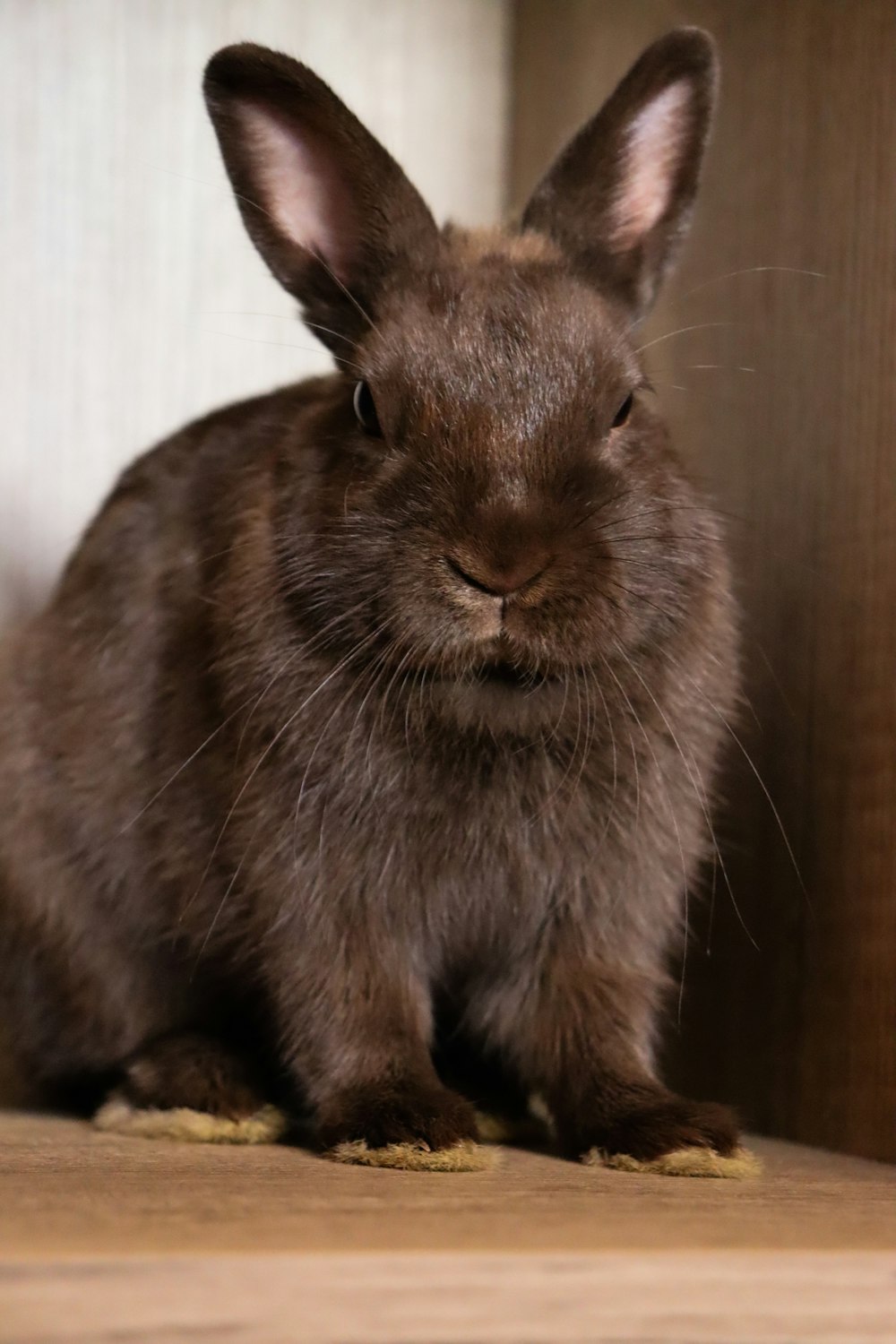 a brown rabbit sitting on top of a wooden floor