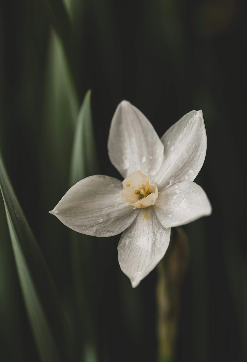 a white flower with water droplets on it