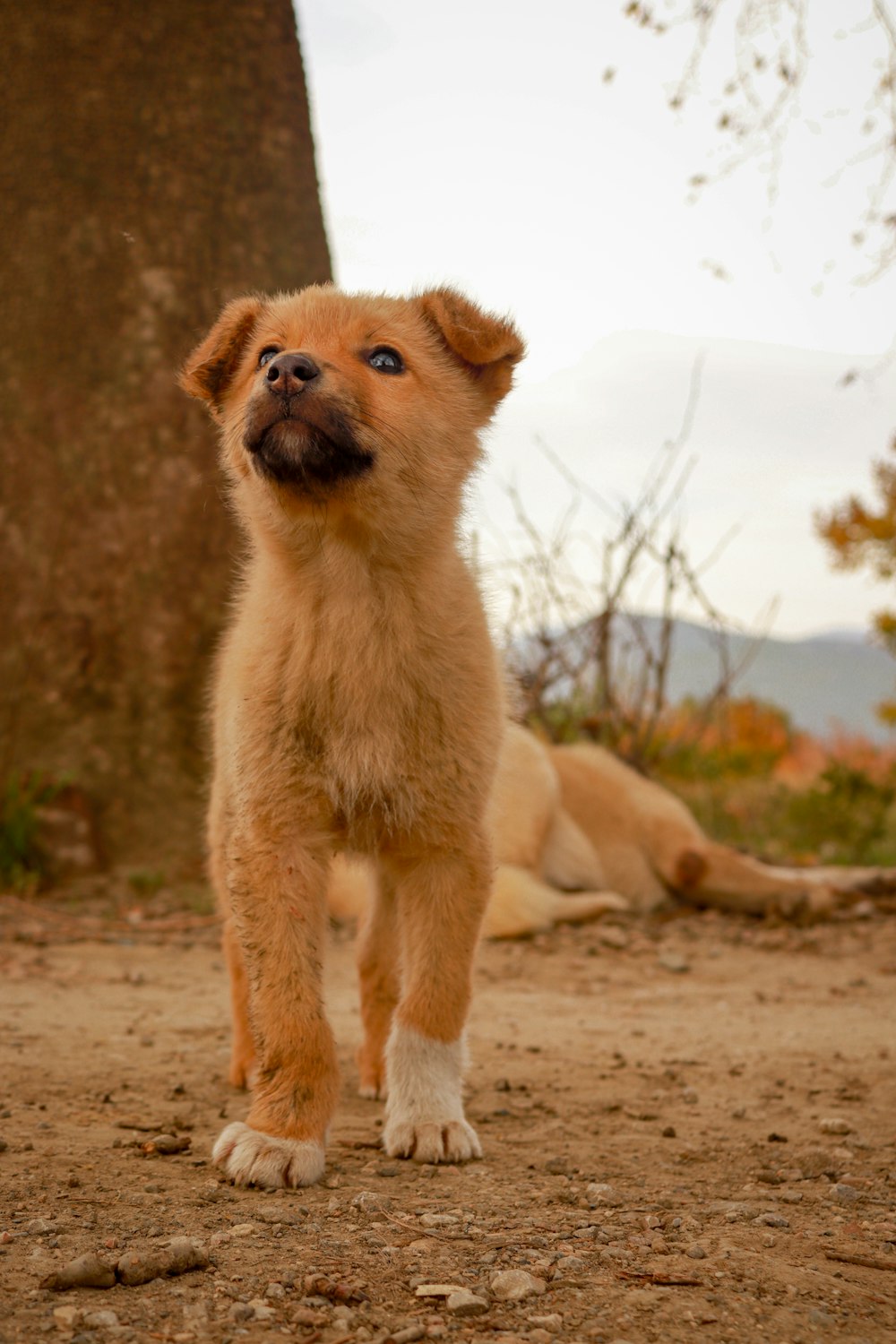 a small brown dog standing on top of a dirt field