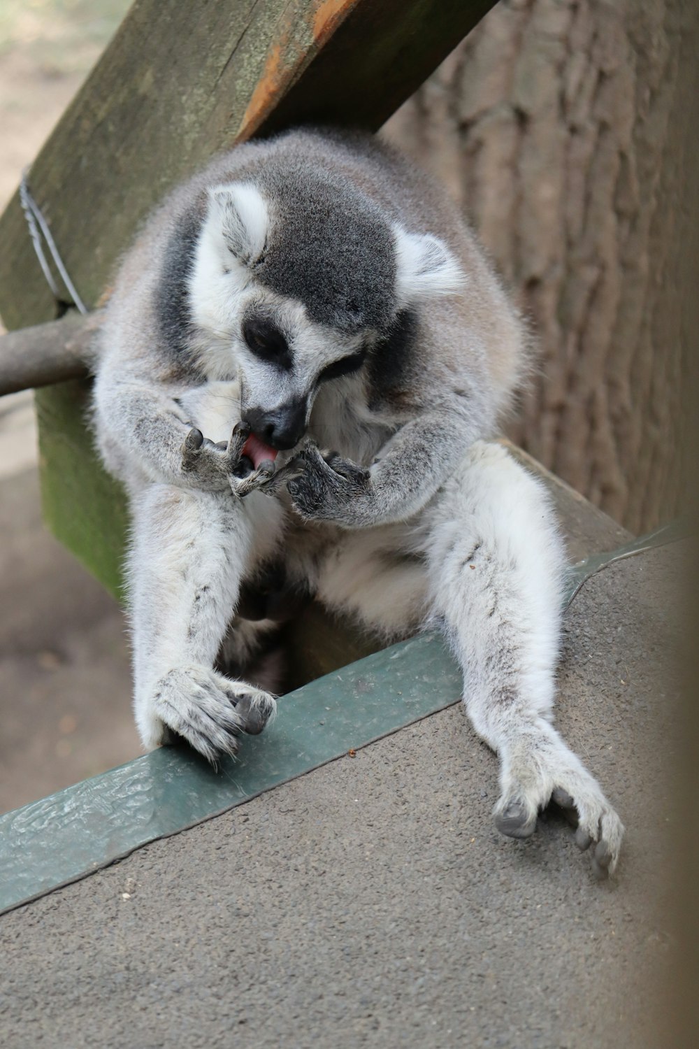 a small animal sitting on top of a cement slab