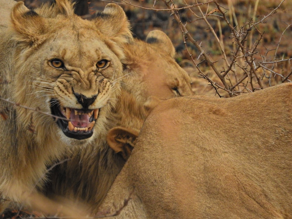 a couple of lions standing next to each other