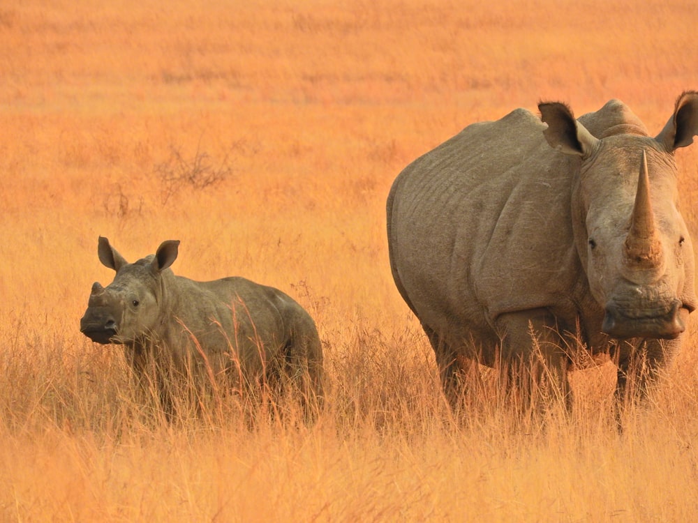 a rhinoceros and a rhinoceros standing in a field