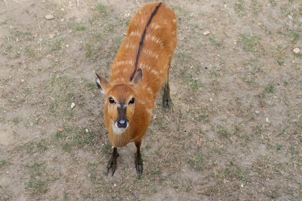 a small animal standing on top of a dirt field