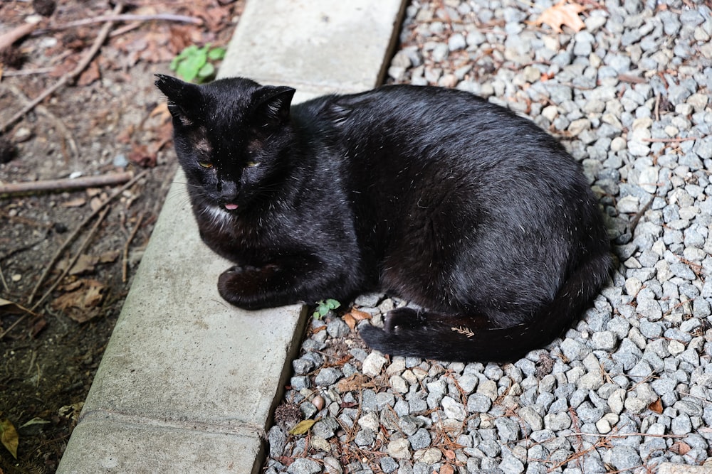 a black cat is sitting on the ground